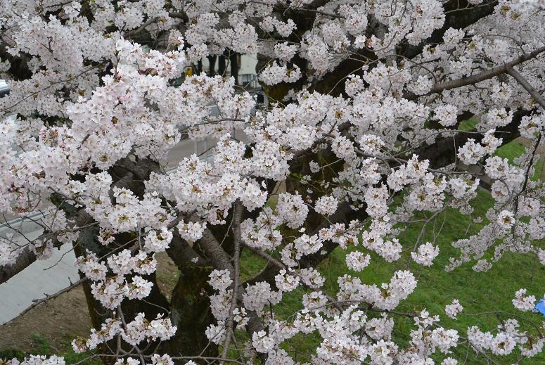 新境川のレポート写真5（レッツなシニア）