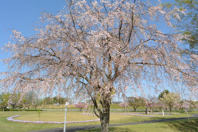 岐阜県各務原浄化センターのレポート写真5（レッツなシニア）