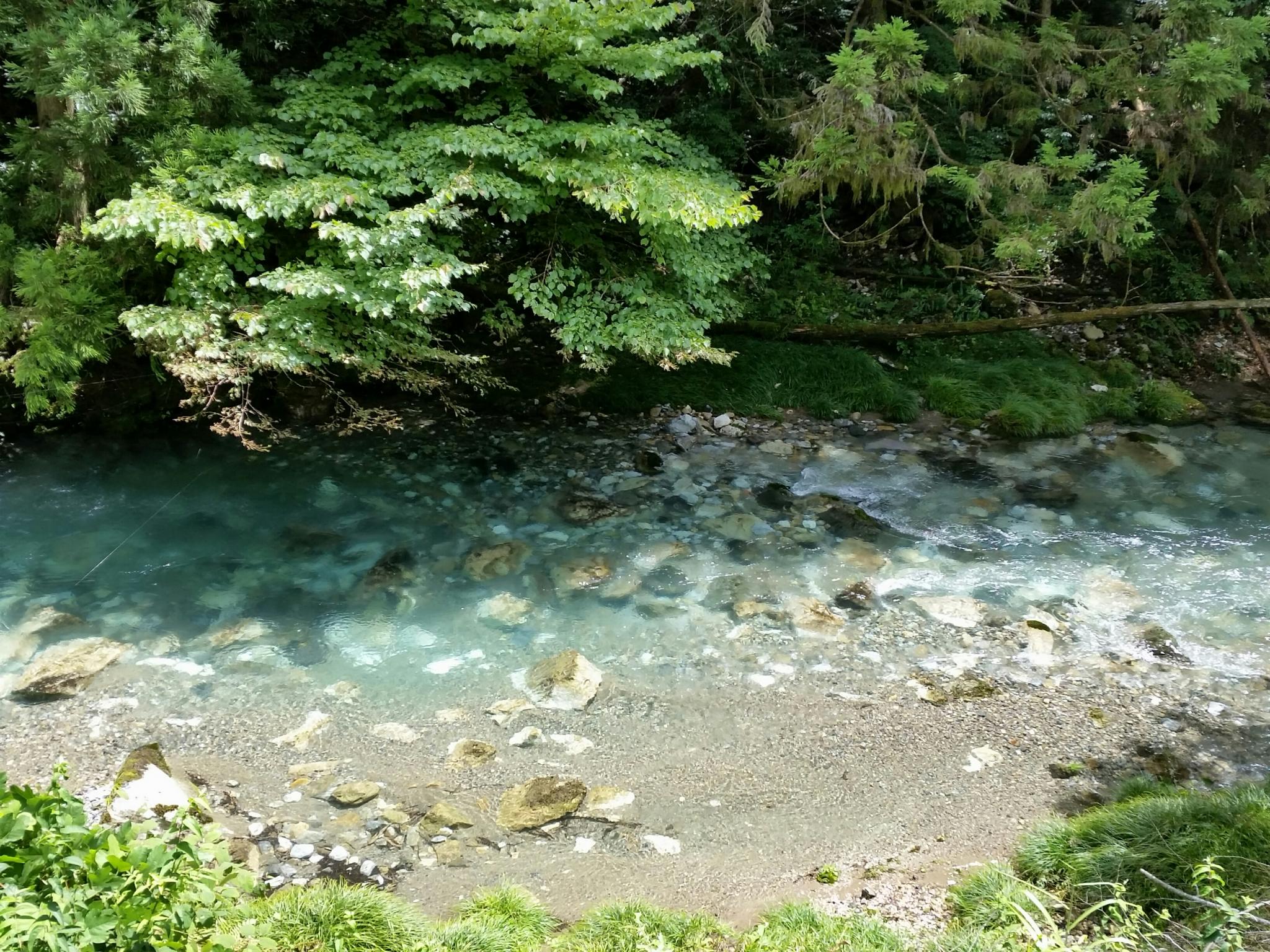 湧水の里 円原川のレポート写真1（にしこ）