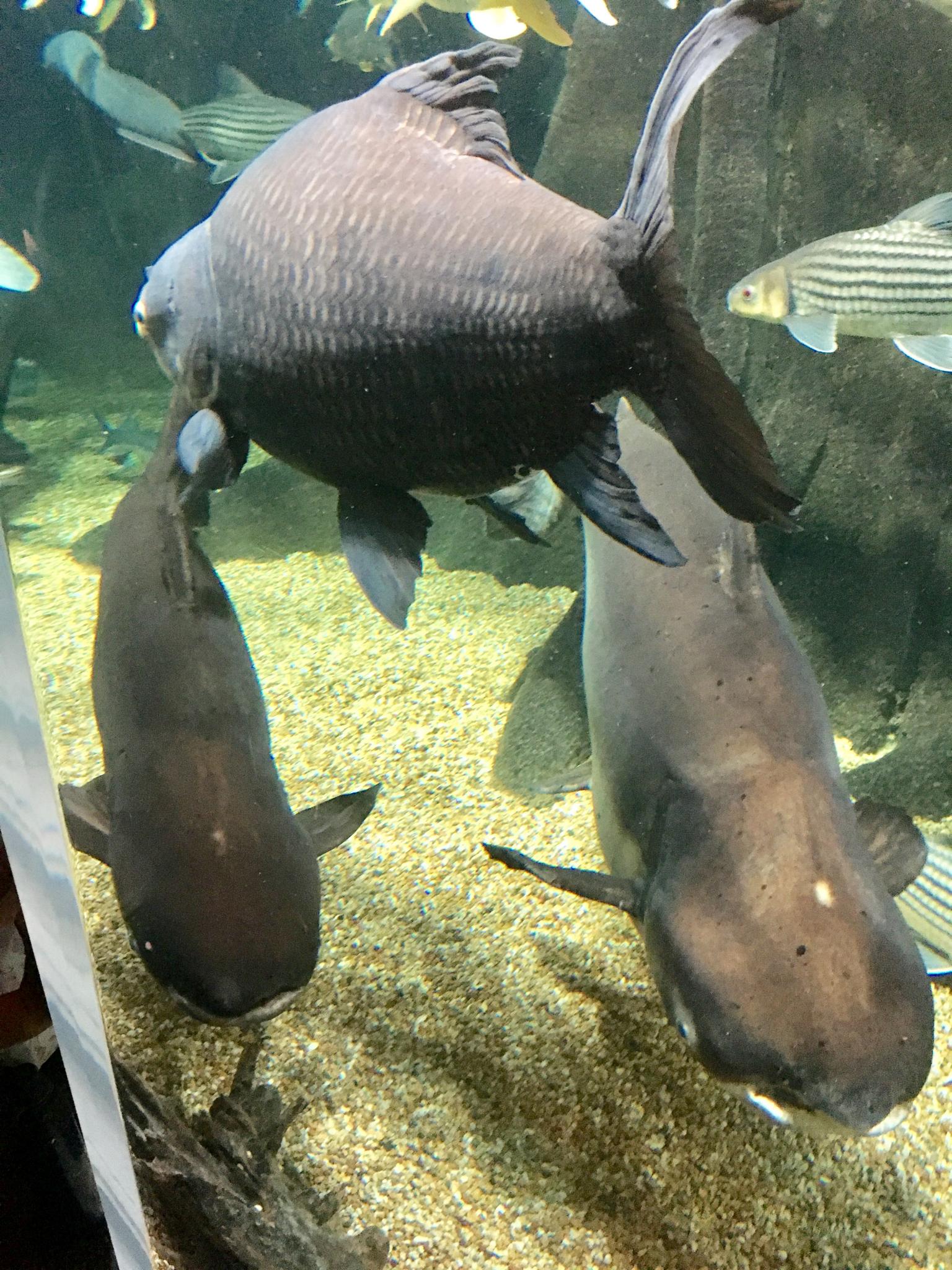 岐阜県世界淡水魚園水族館 アクア・トト ぎふのレポート写真3（マロン）