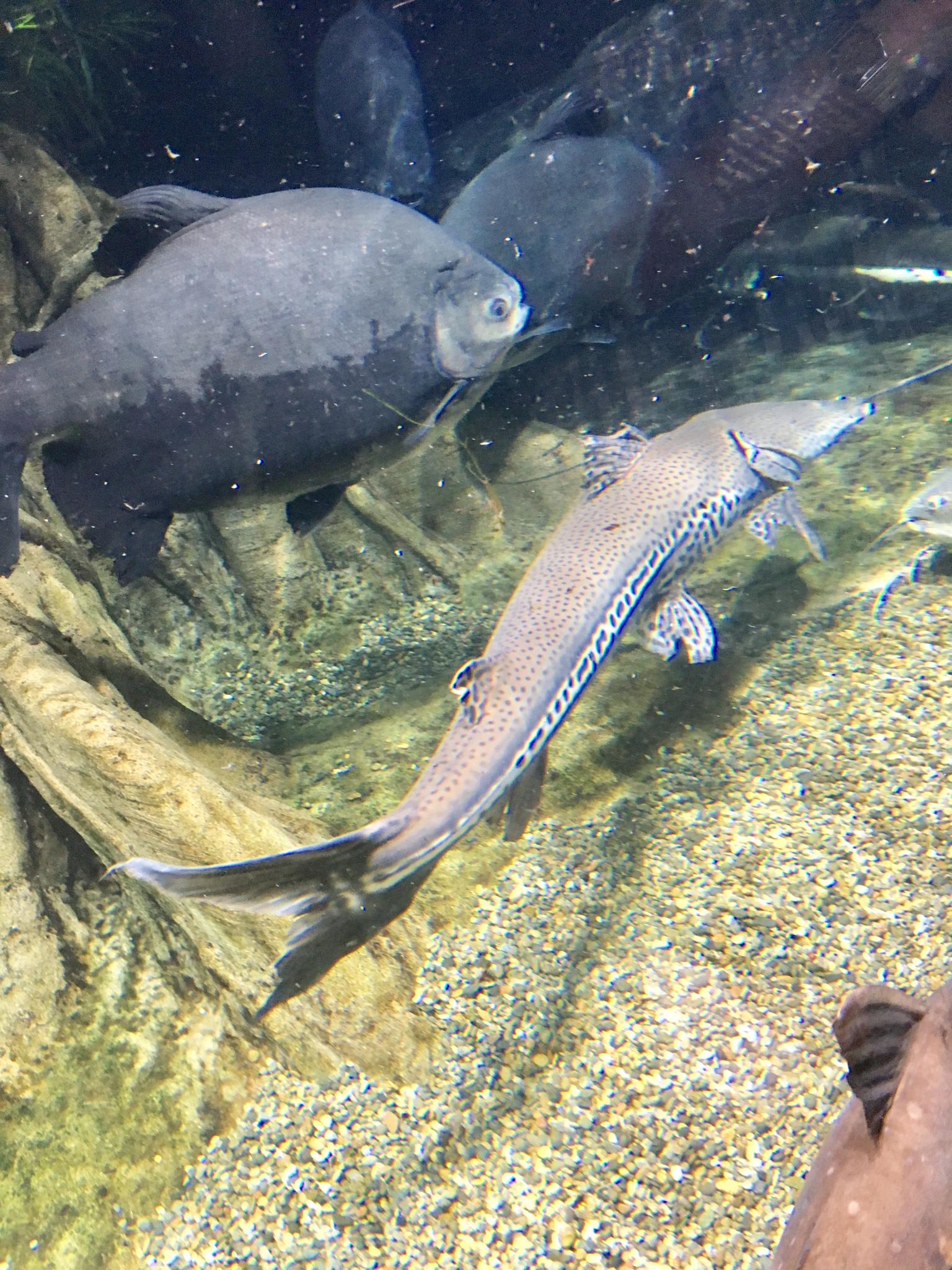 岐阜県世界淡水魚園水族館 アクア・トト ぎふのレポート写真4（マロン）