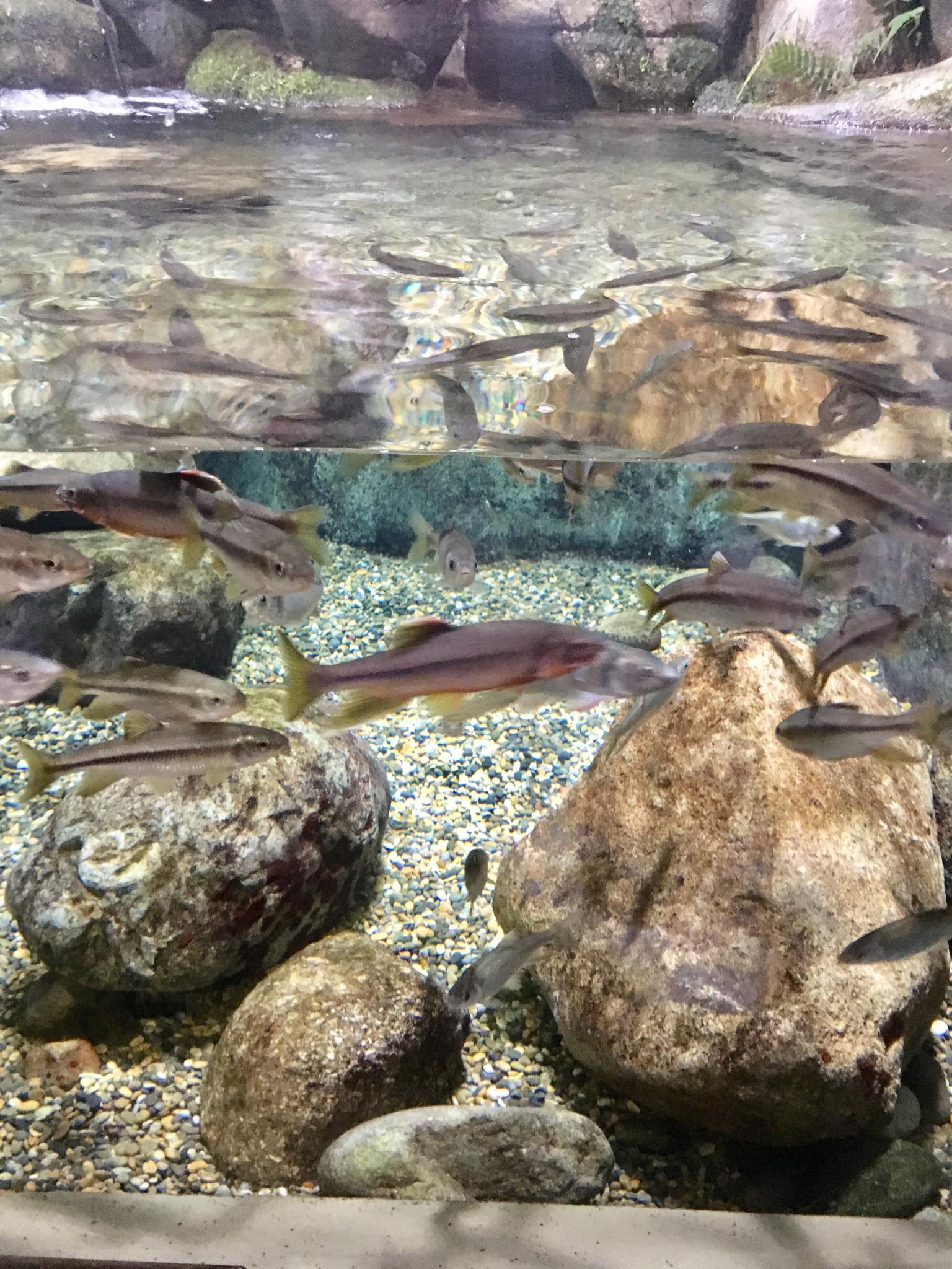 岐阜県世界淡水魚園水族館 アクア・トト ぎふのレポート写真5（マロン）