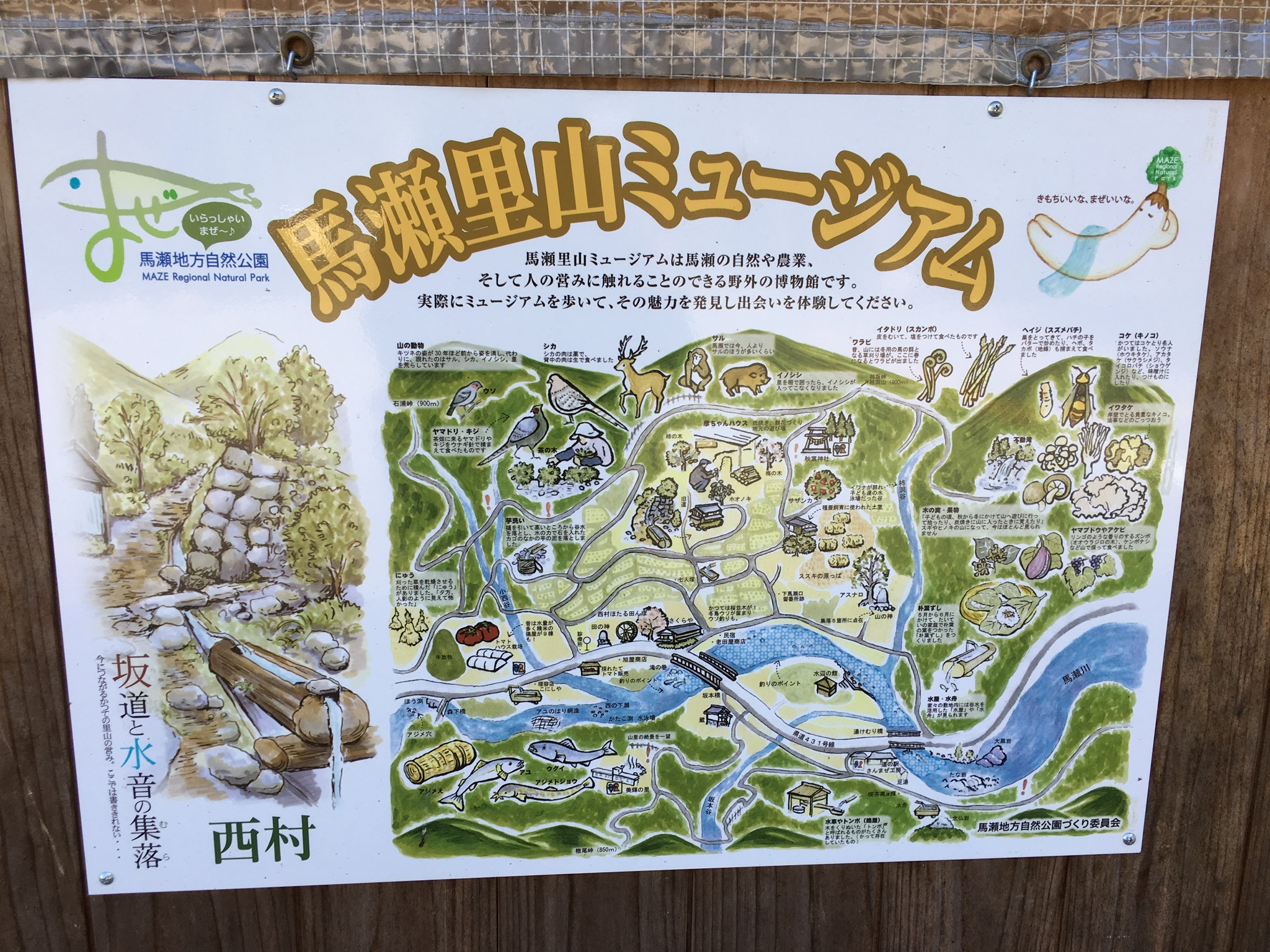 道の駅 馬瀬 美輝の里のレポート写真2（マロン）