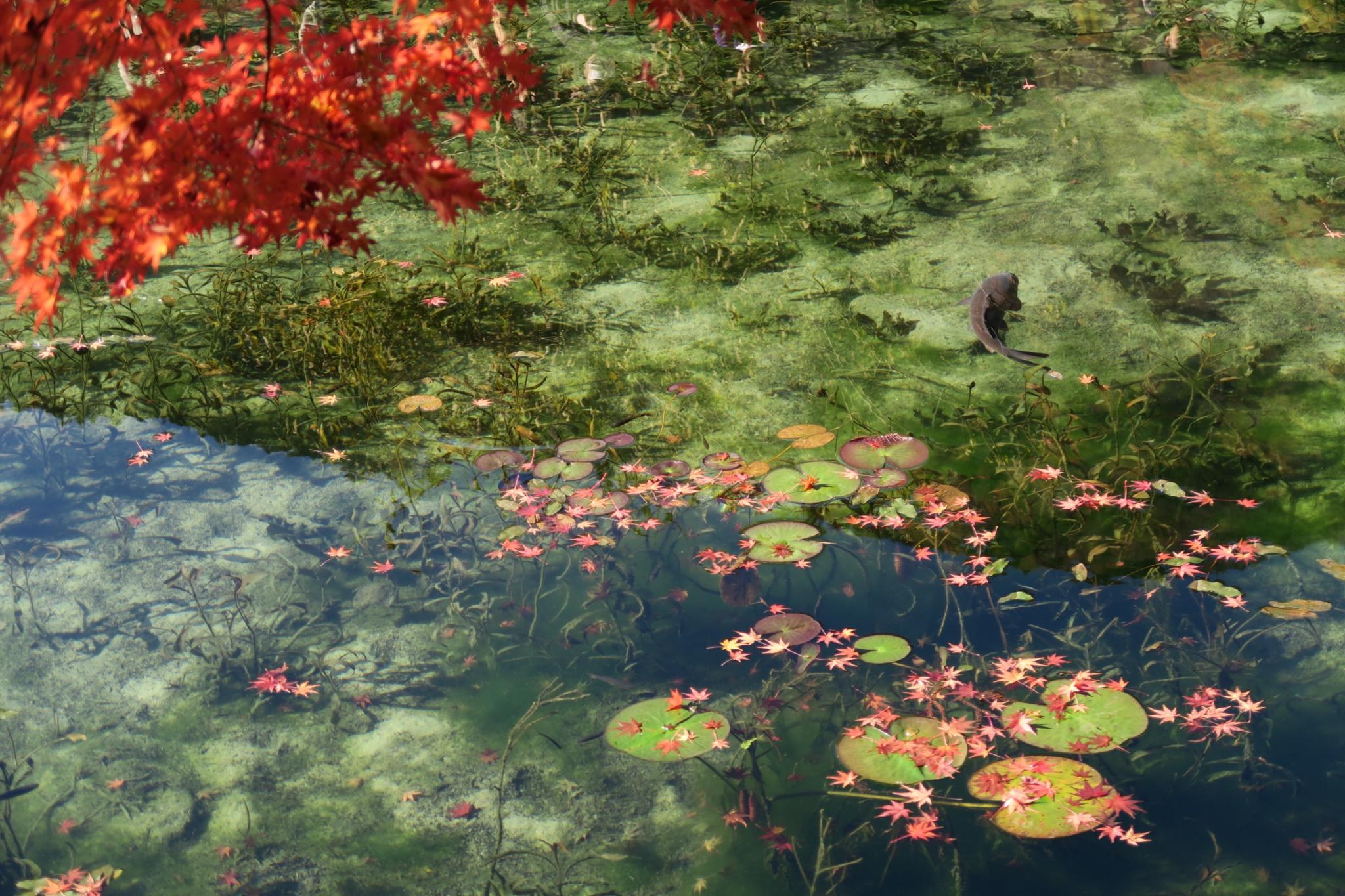 名もなき池(モネの池)のレポート写真1（みずほのトヤマ）