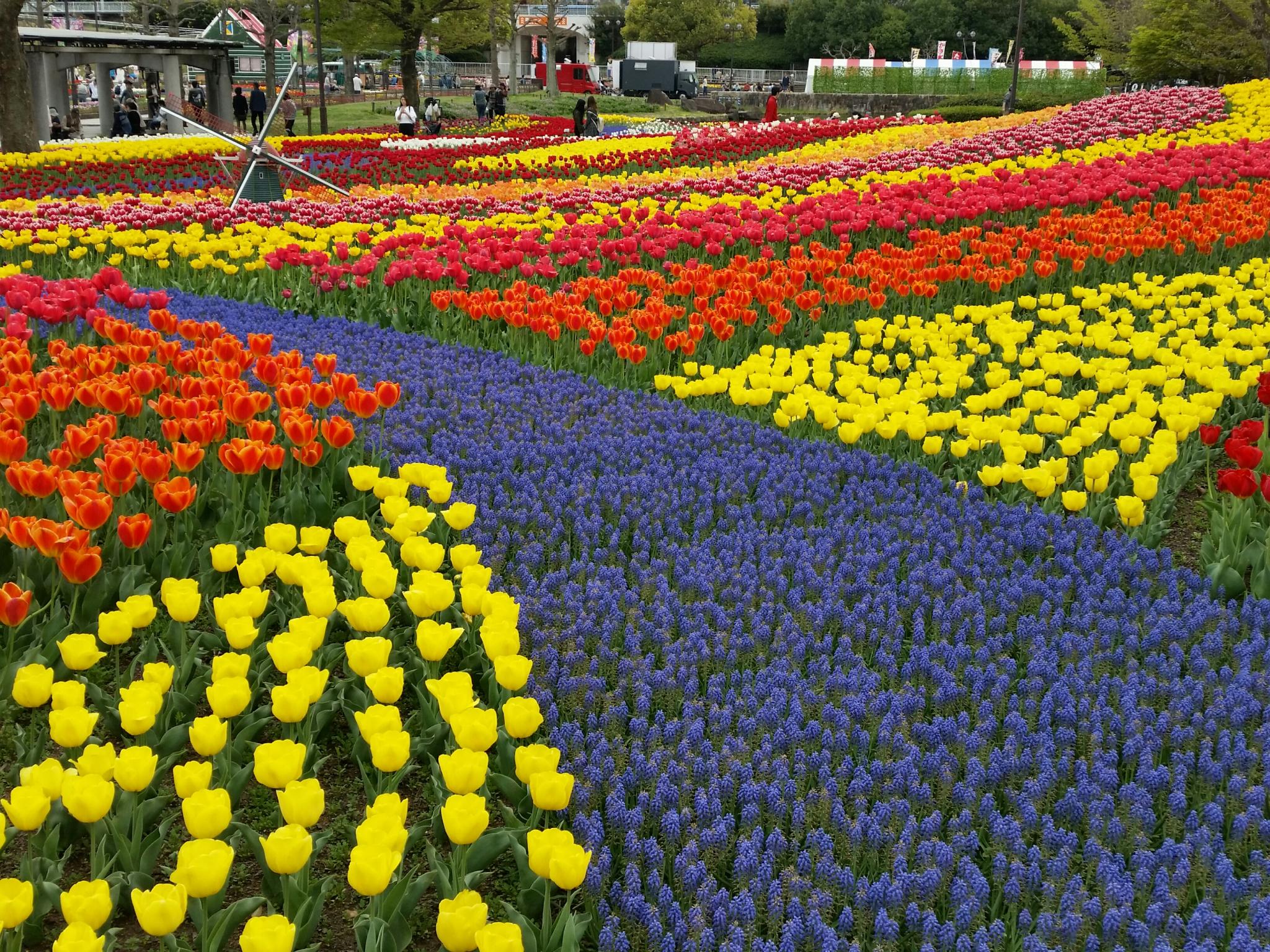 国営木曽三川公園センターのレポート写真1（にしこ）