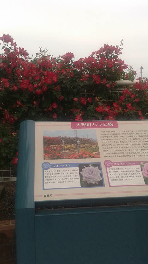 大野町バラ公園のレポート写真4（ポニョ）