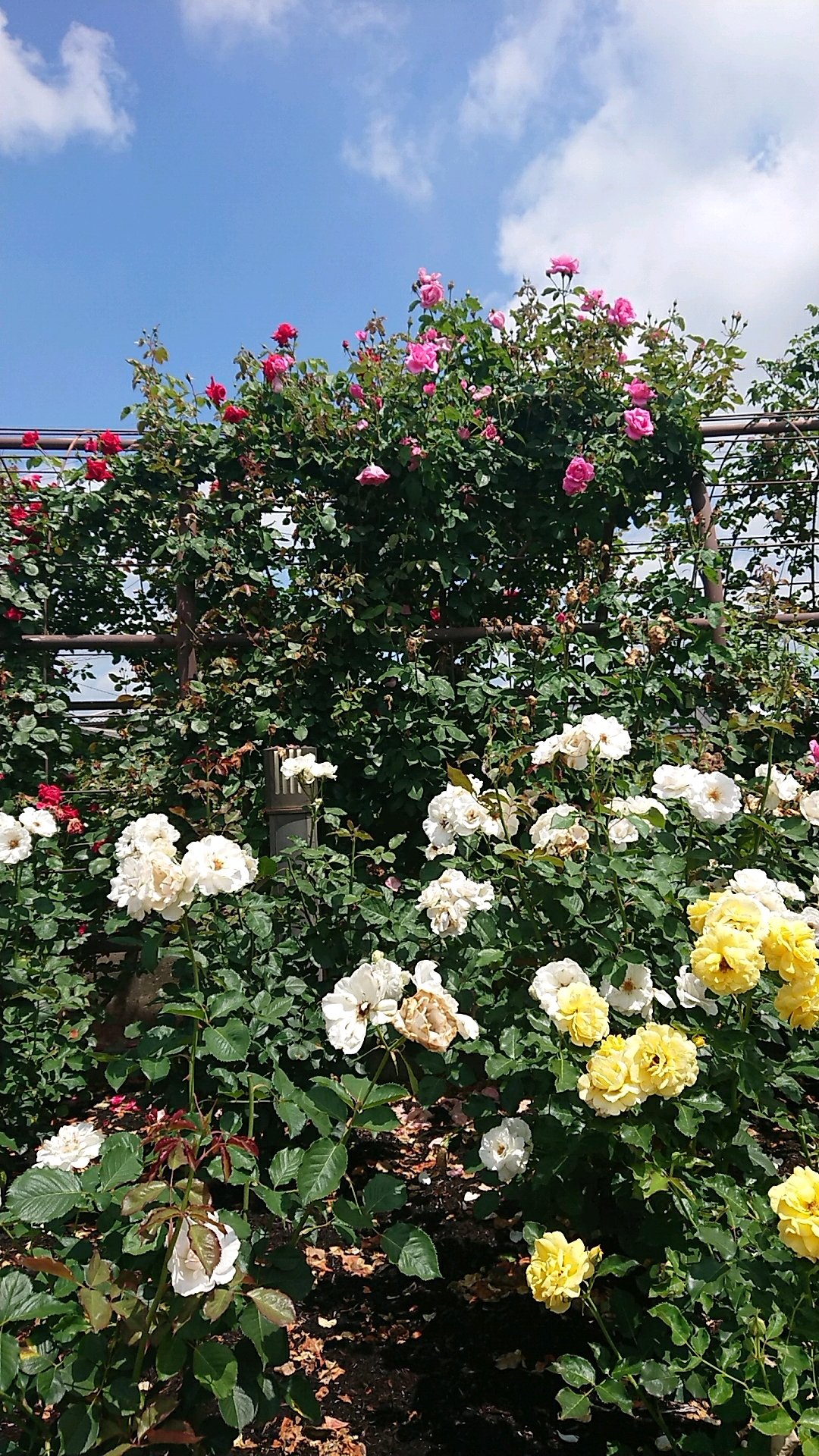 大野町バラ公園のレポート写真2（ヨゼ）