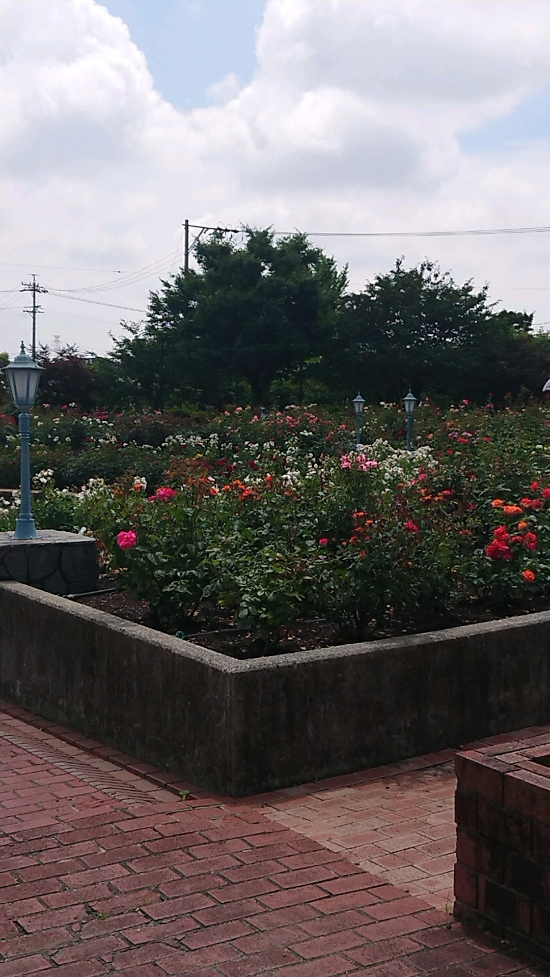 大野町バラ公園のレポート写真4（ヨゼ）