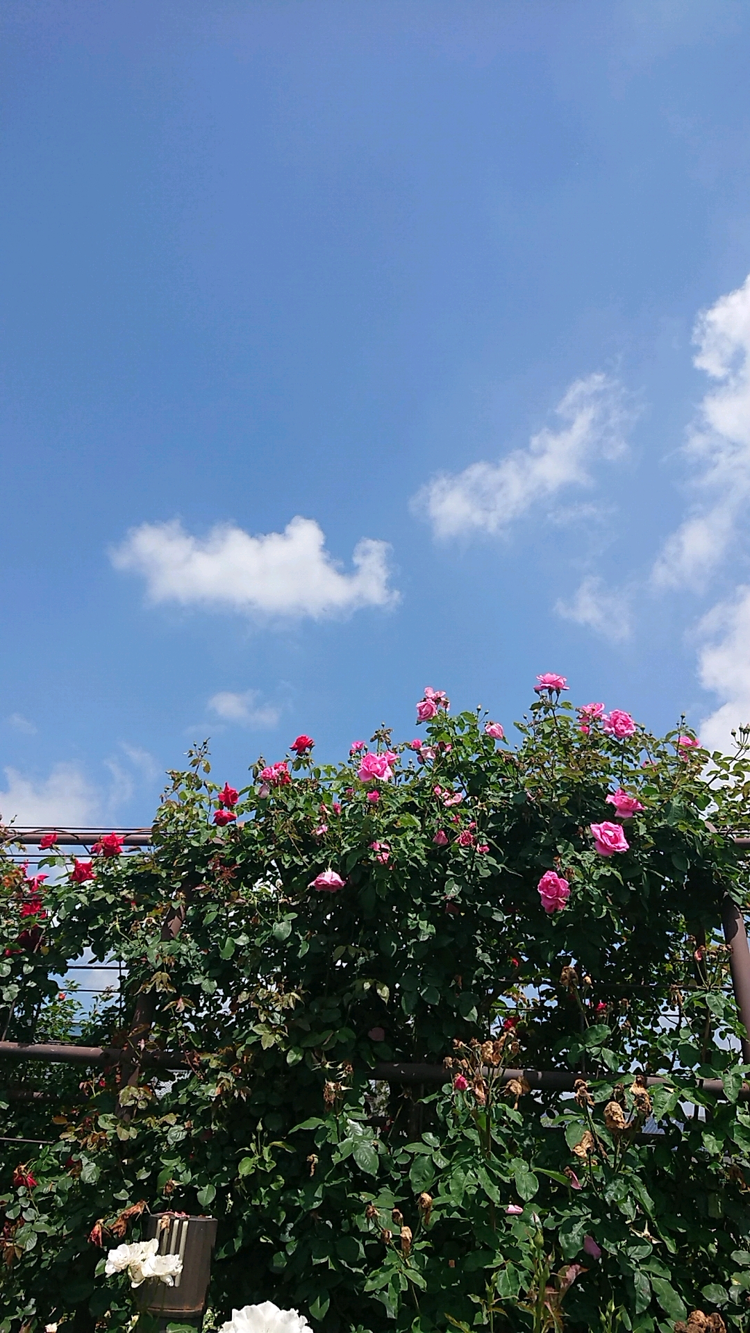 大野町バラ公園のレポート写真5（ヨゼ）
