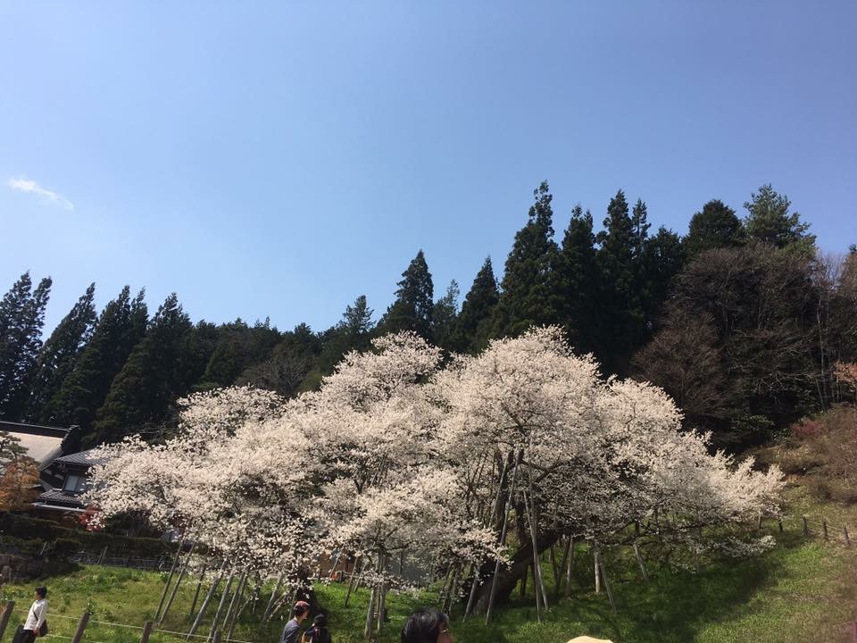 臥龍公園のレポート写真1（岐阜の食いしん坊担当）
