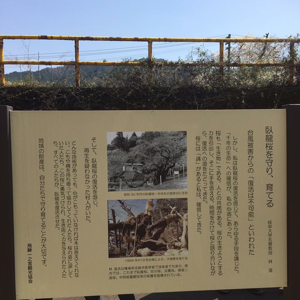 臥龍公園のレポート写真2（岐阜の食いしん坊担当）
