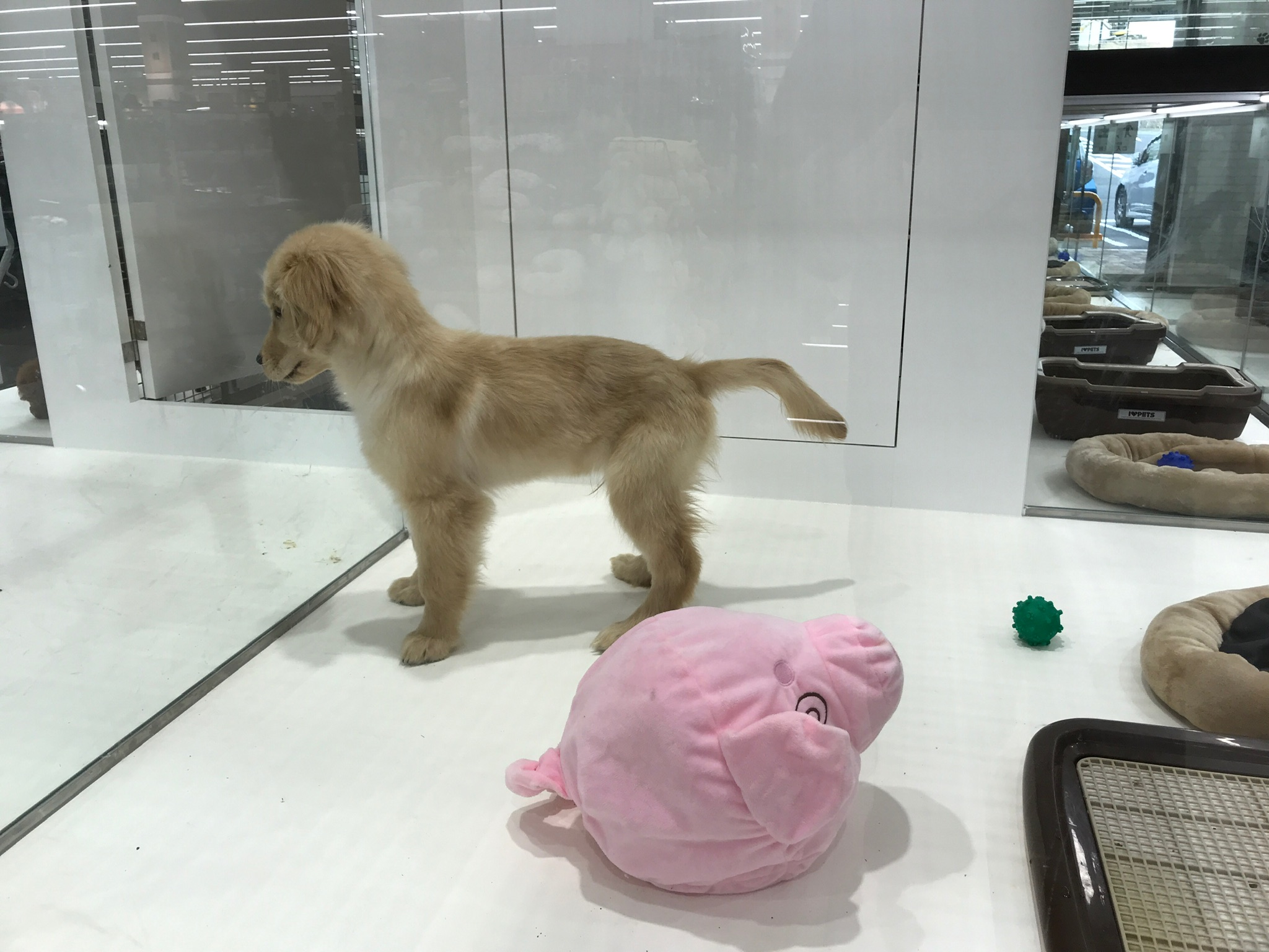 スーパーセンターオークワ 多治見店のレポート写真5（瀬戸の人）