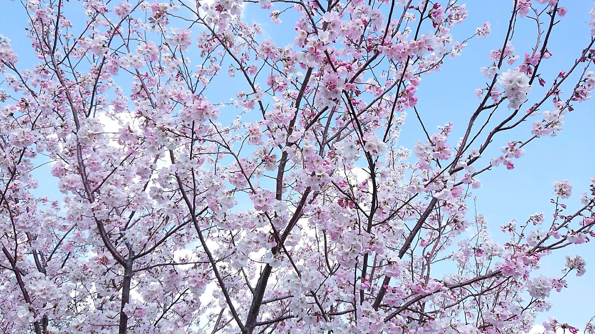 新境川のレポート写真1（ヨゼ）