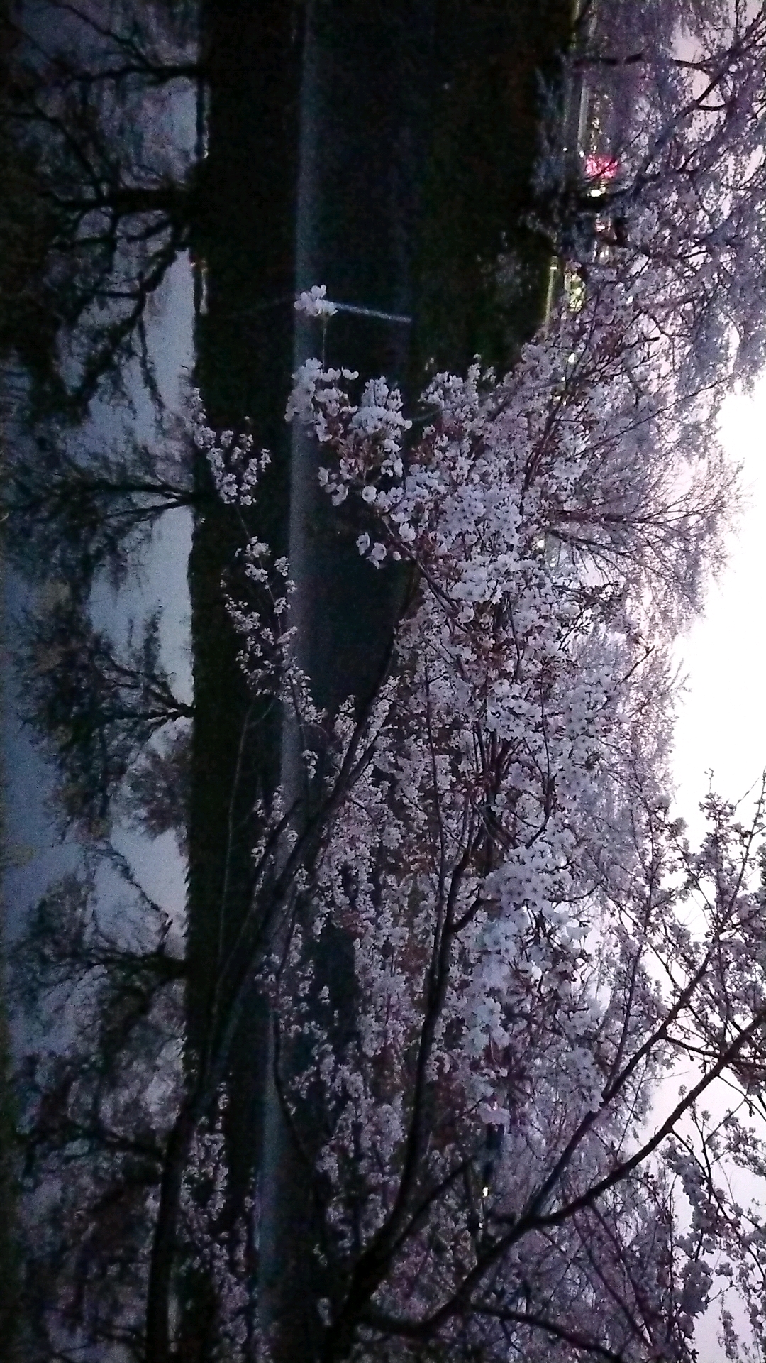 新境川のレポート写真3（ヨゼ）