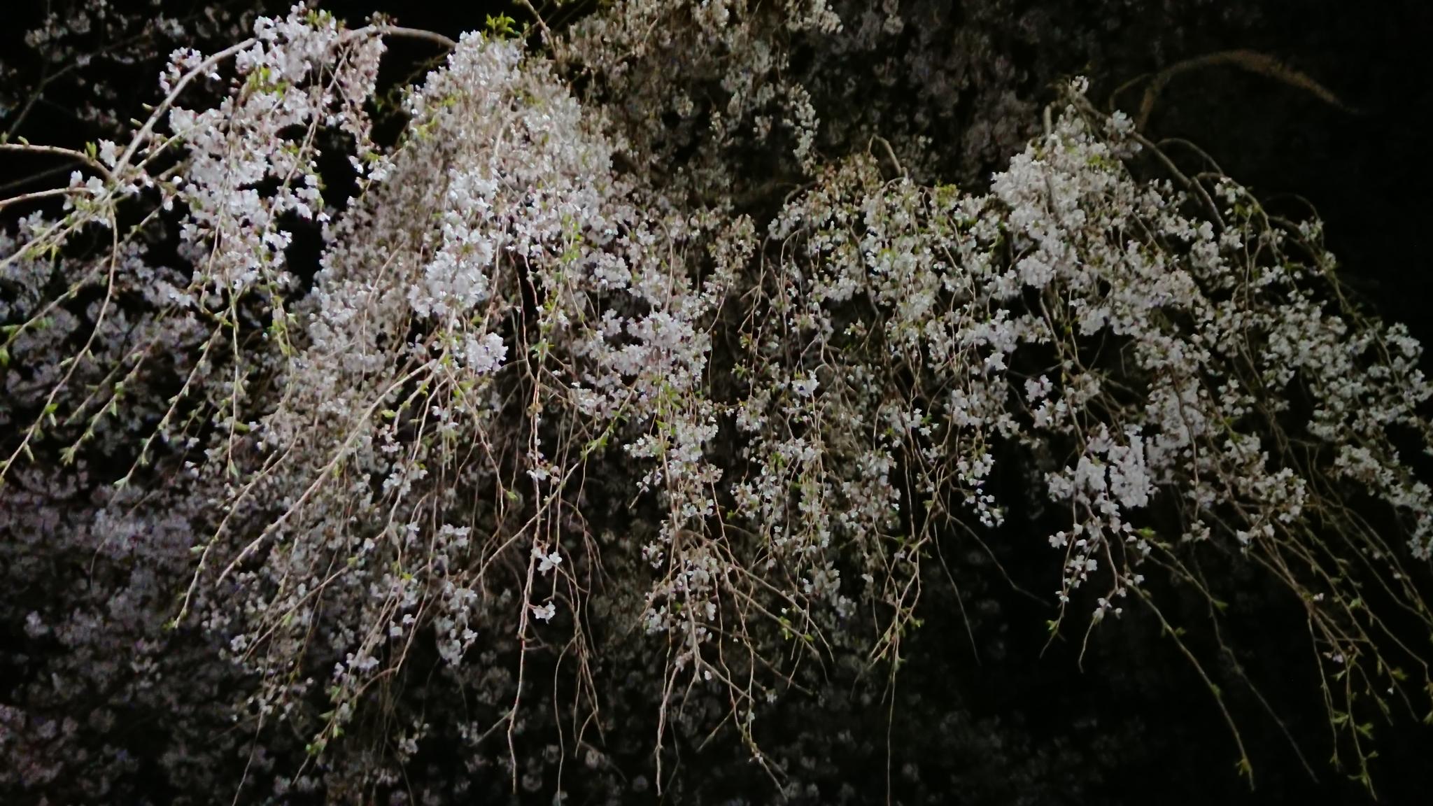 新境川のレポート写真5（ヨゼ）