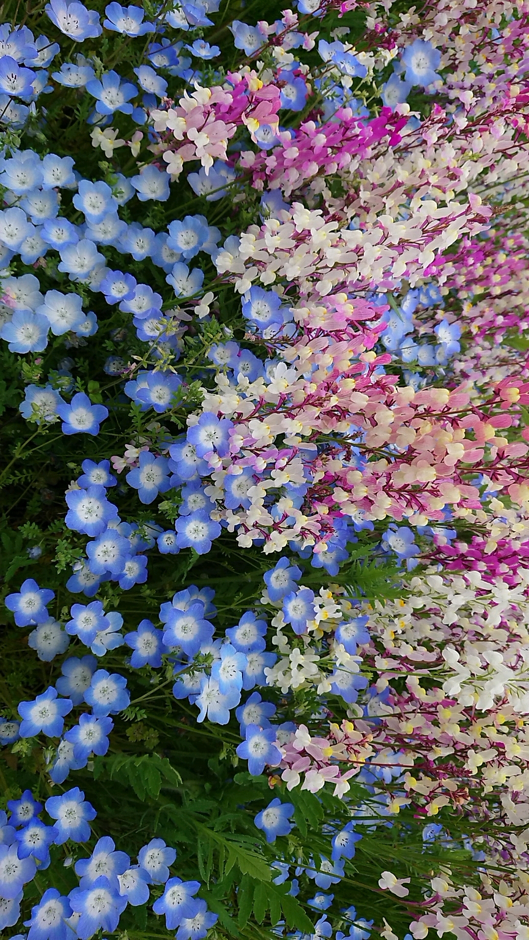国営木曽三川公園センターのレポート写真2（ヨゼ）