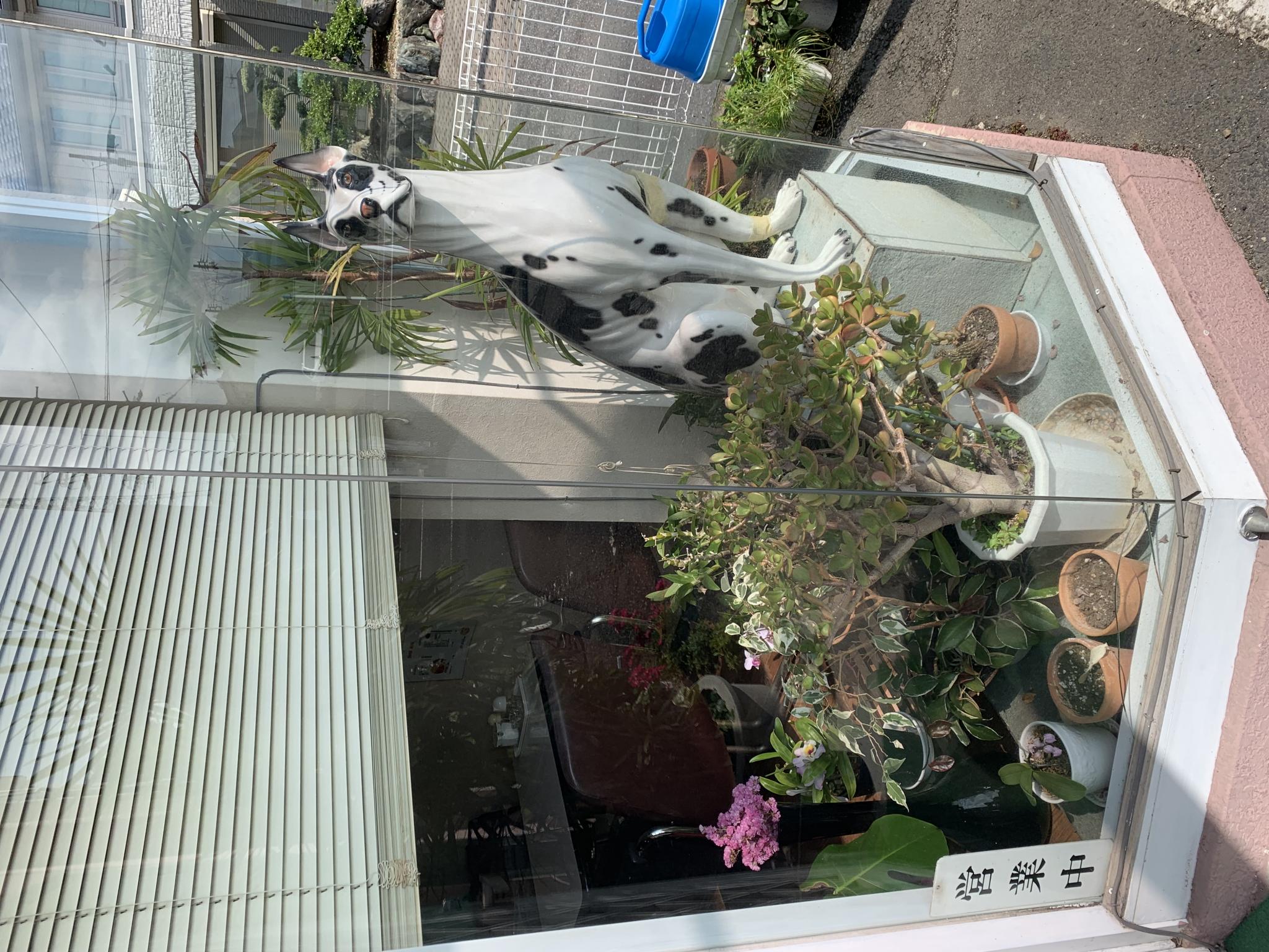 Cafe de NOOMのレポート写真4（ポニョ）