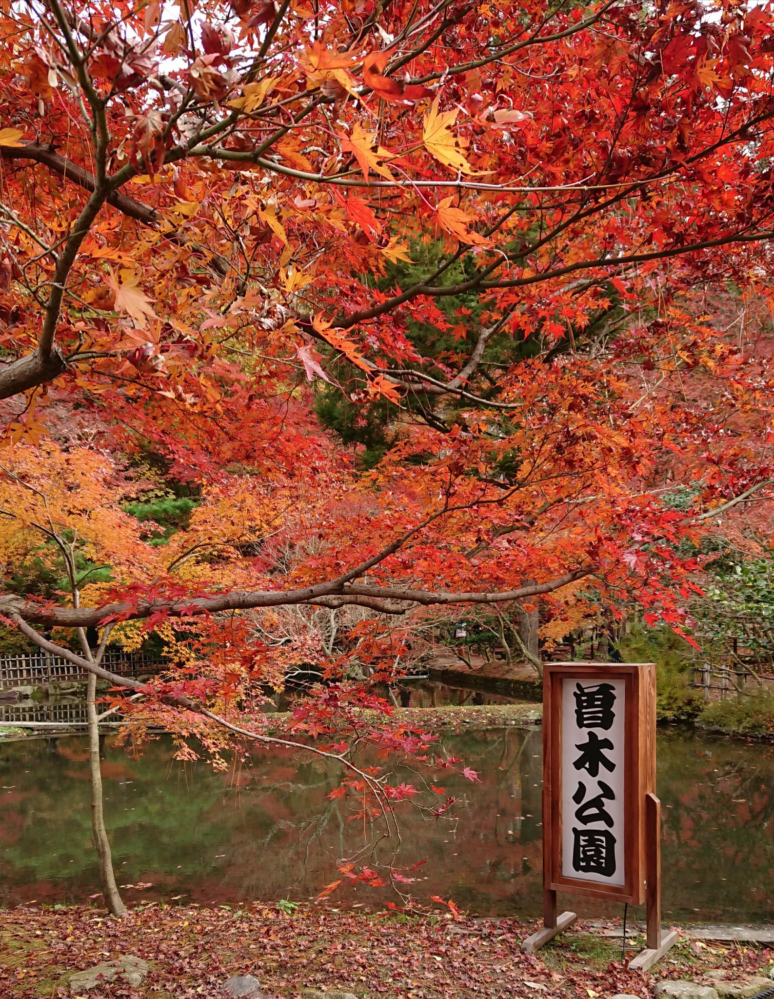 曽木公園のレポート写真1（ヨゼ）