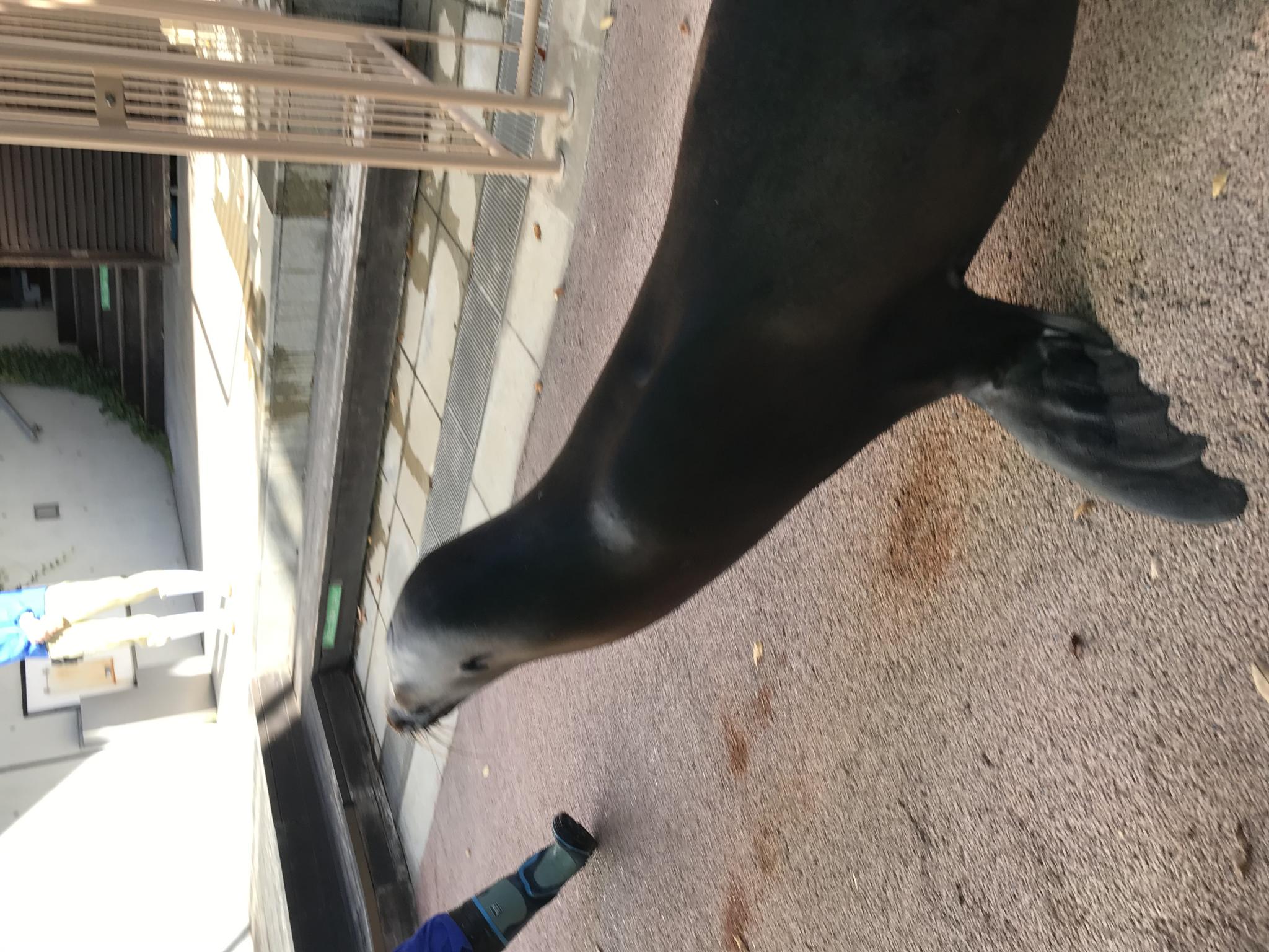 岐阜県世界淡水魚園水族館 アクア・トト ぎふのレポート写真3（まなみ）
