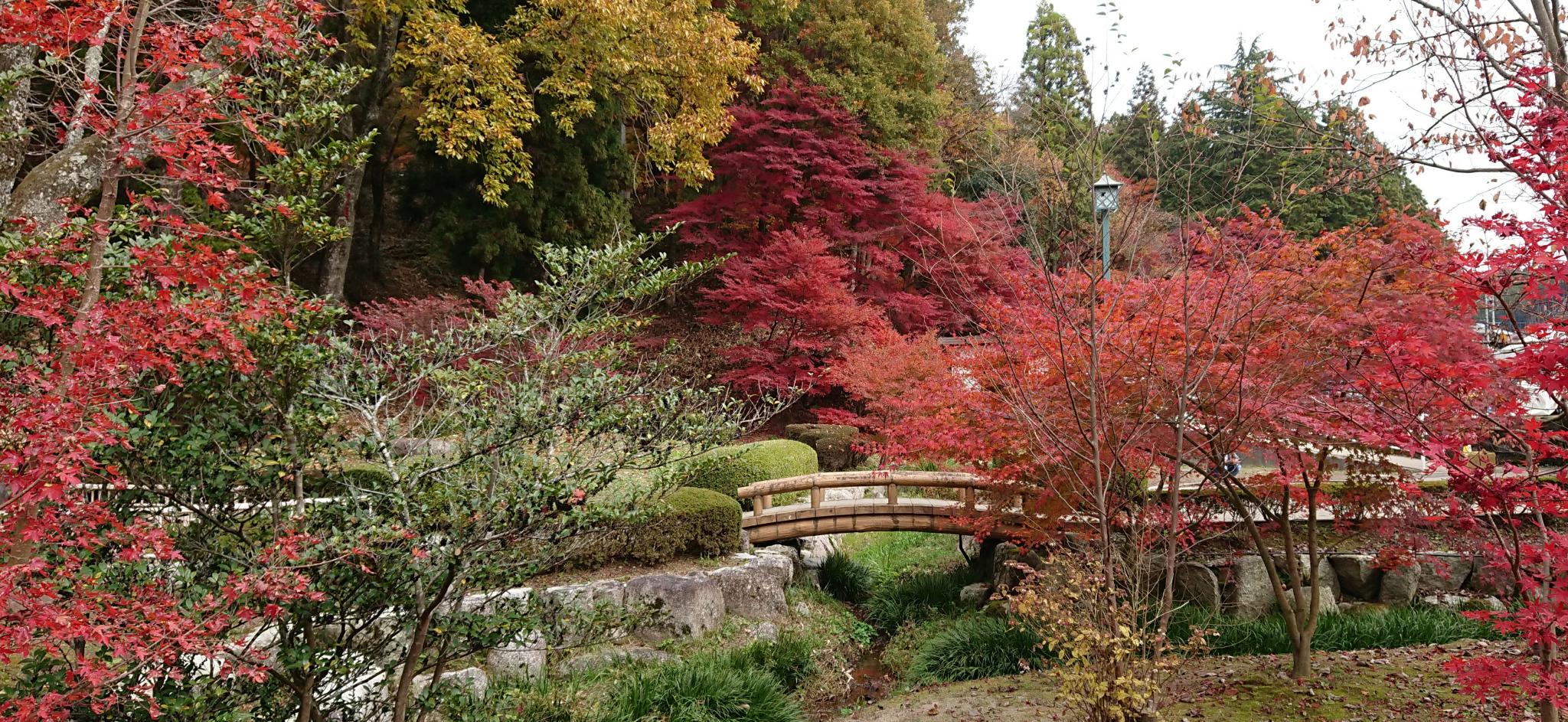 曽木公園のレポート写真3（ヨゼ）