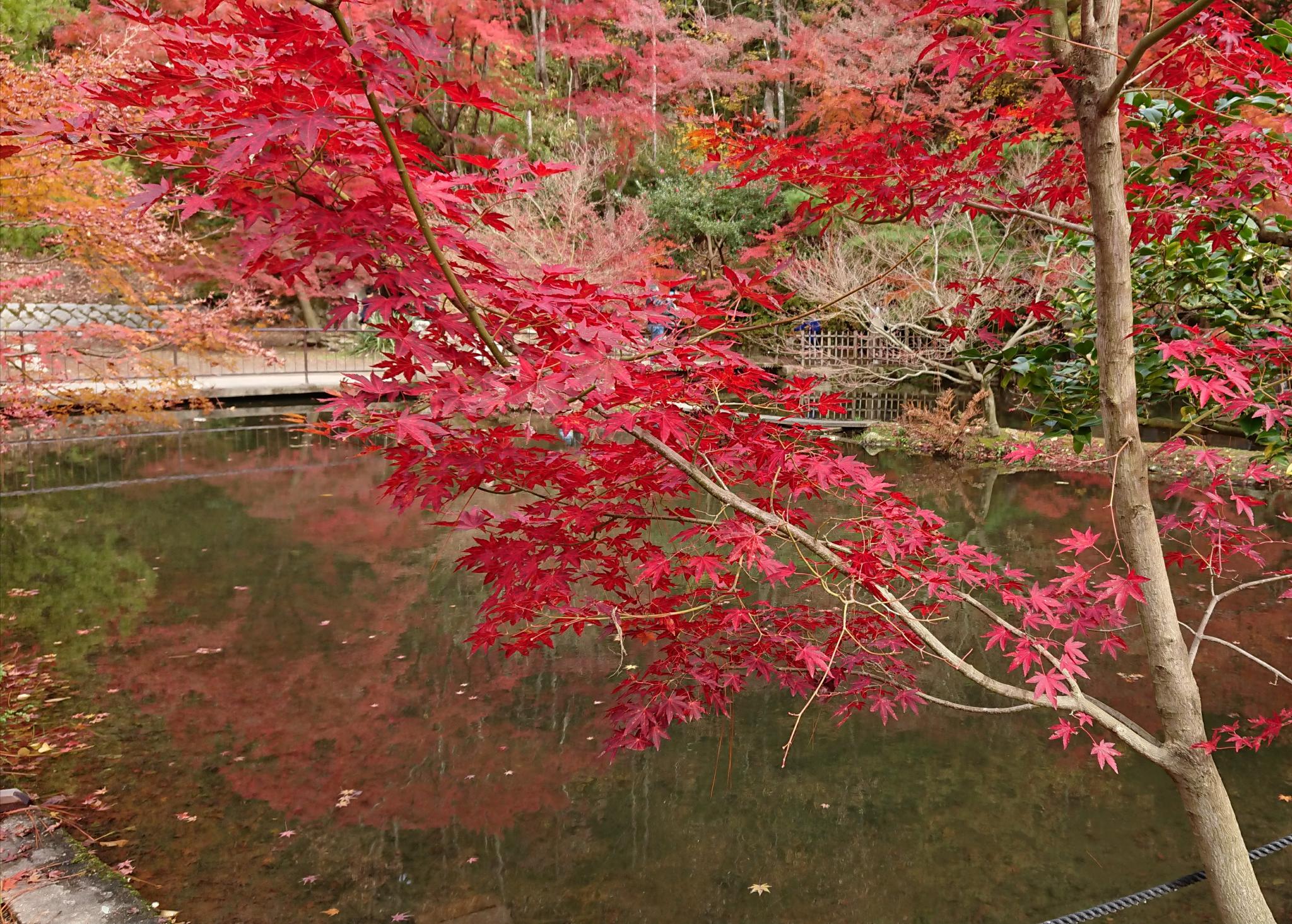 曽木公園のレポート写真4（ヨゼ）