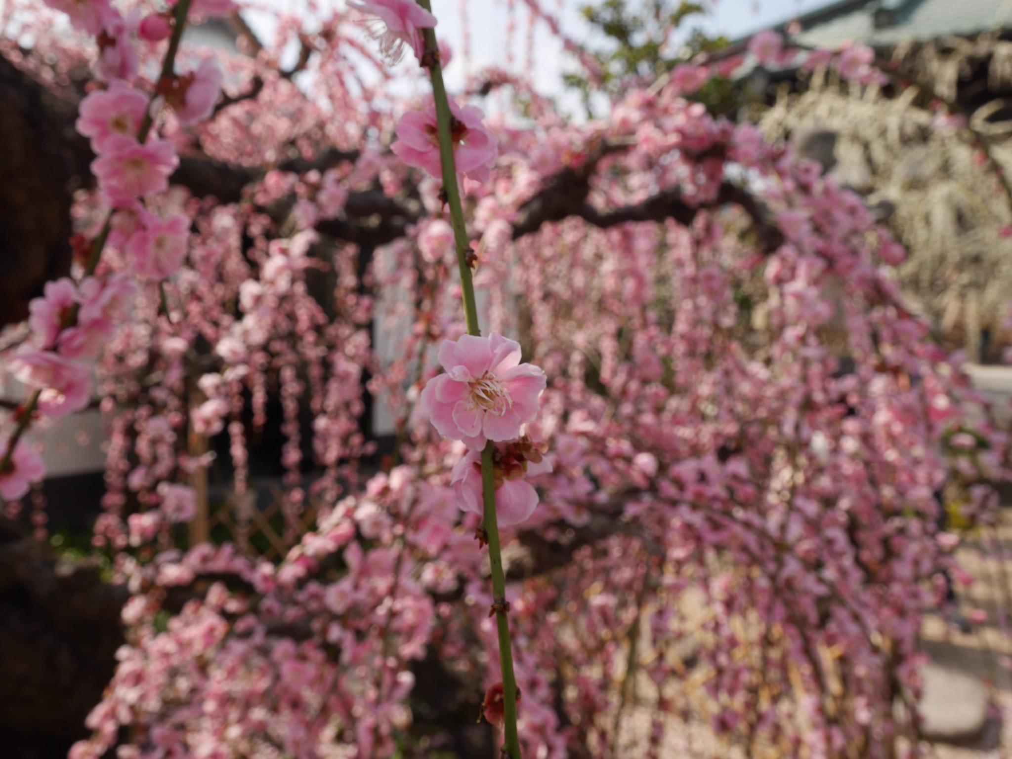 光受寺のレポート写真1（にしこ）
