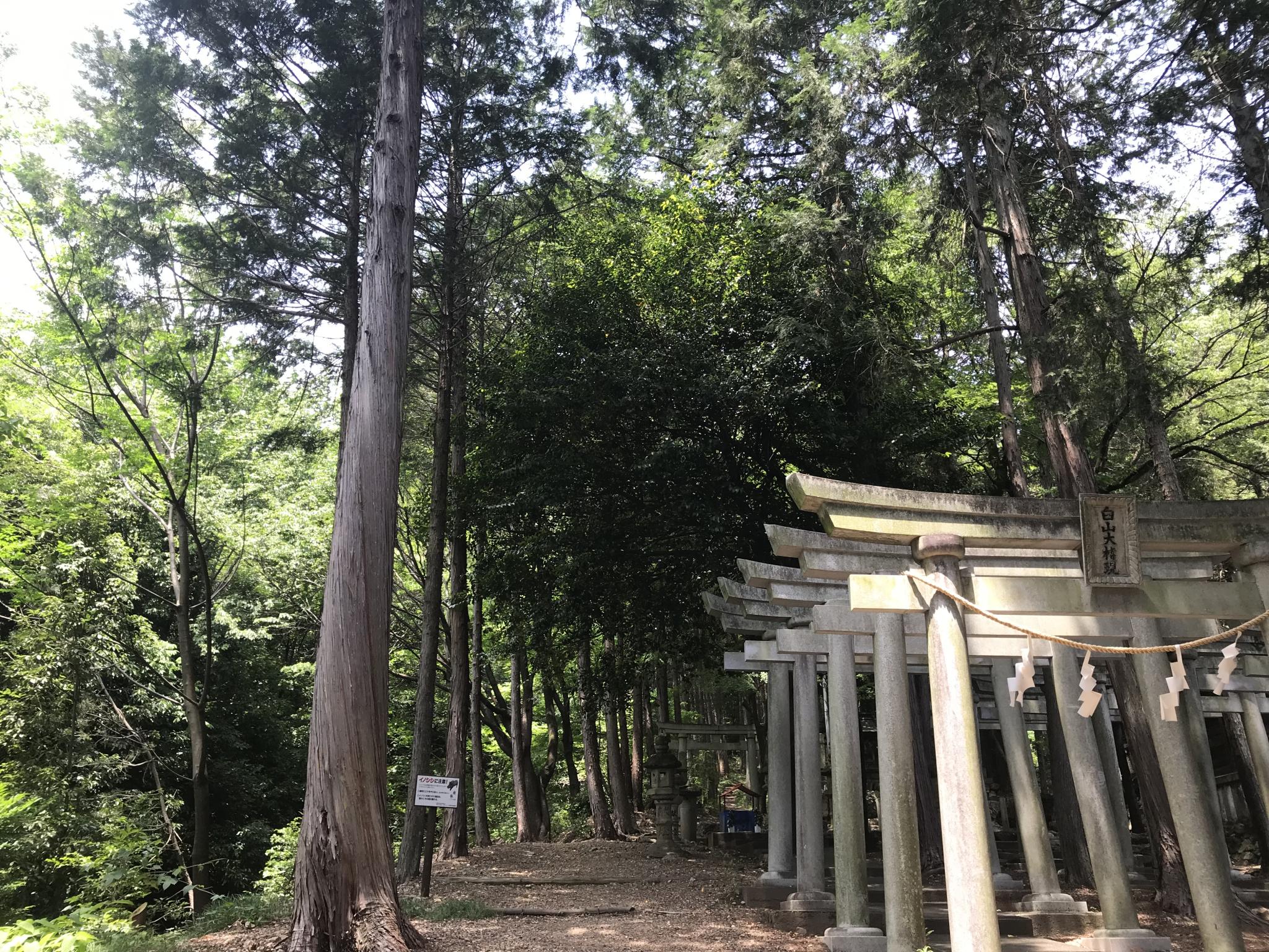 白山神社のレポート写真3（まなみ）
