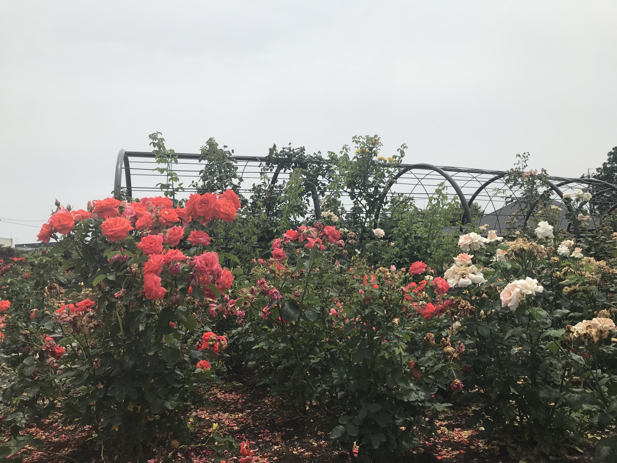 大野町バラ公園のレポート写真1（まなみ）