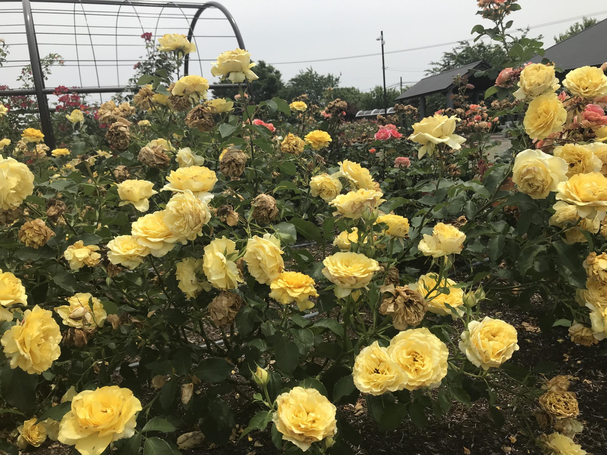 大野町バラ公園のレポート写真3（まなみ）