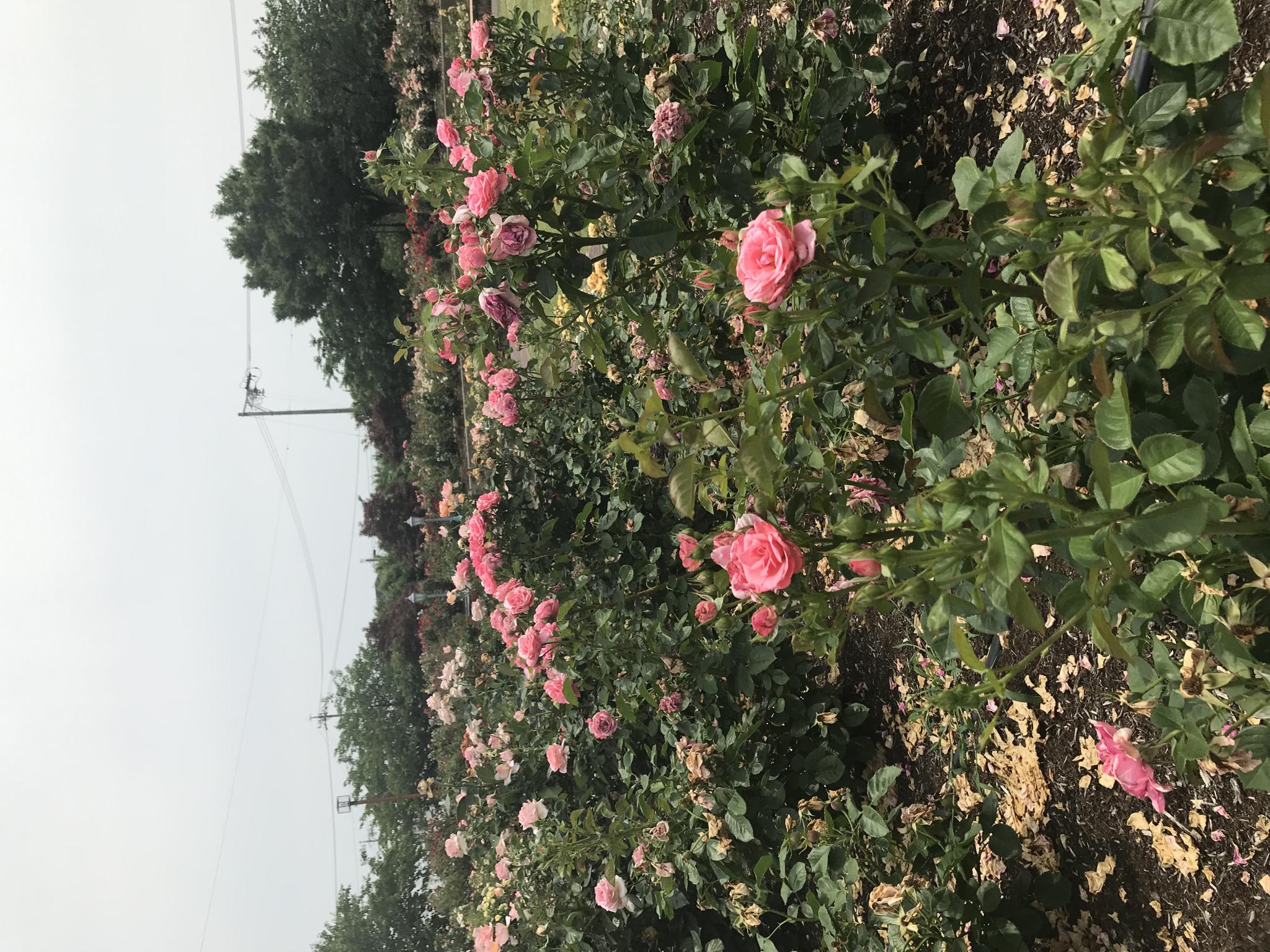 大野町バラ公園のレポート写真4（まなみ）