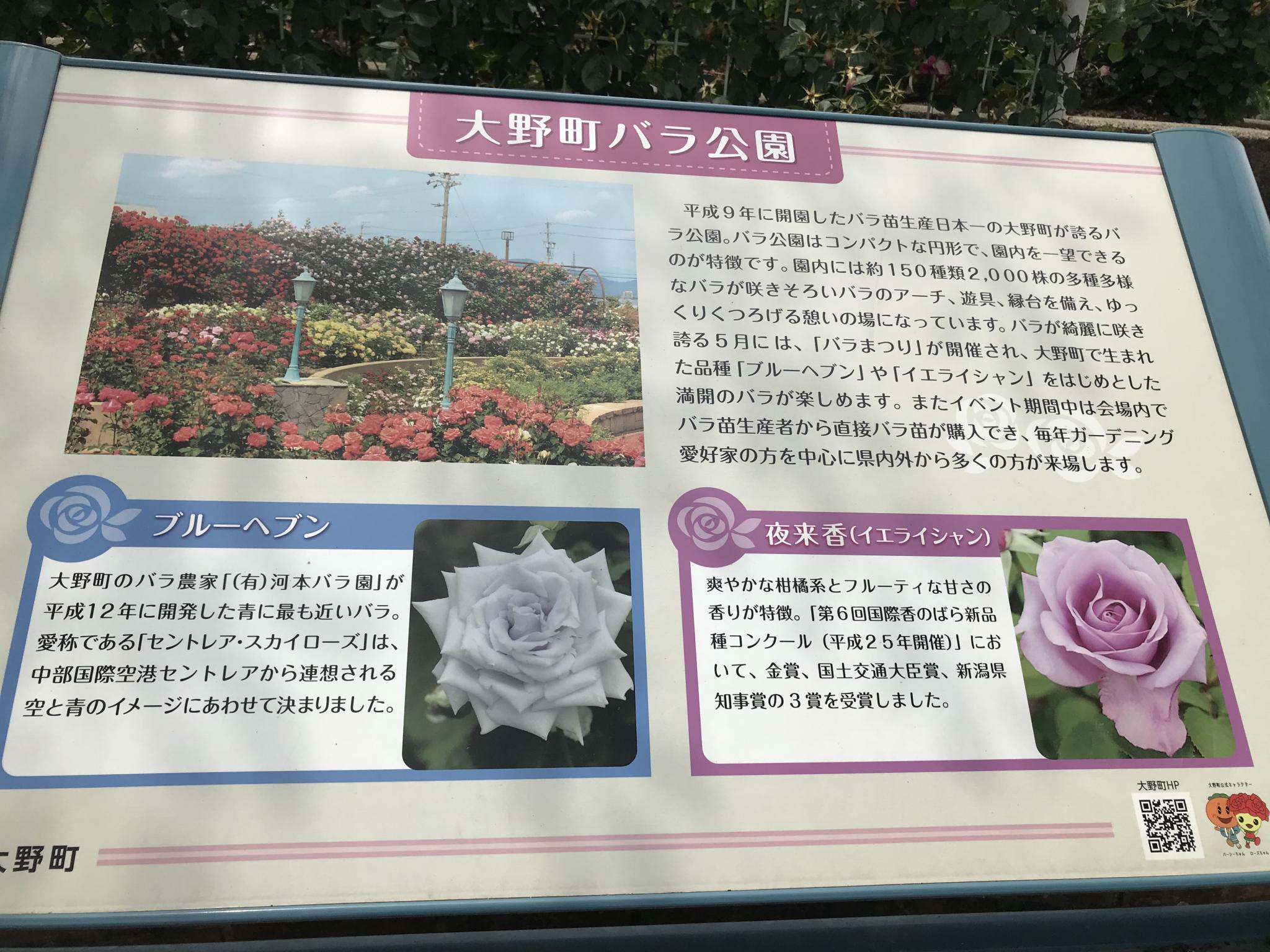 大野町バラ公園のレポート写真5（まなみ）