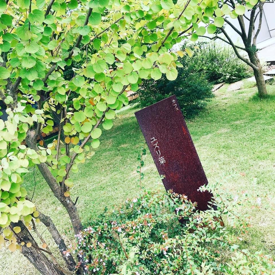 ユズリ葉のレポート写真1（岐阜の食いしん坊担当）
