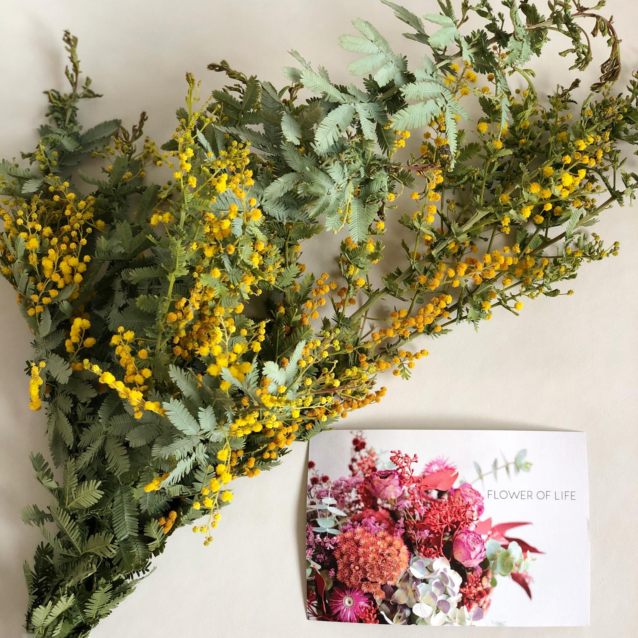 FLOWER OF LIFEのレポート写真1（にしこ）