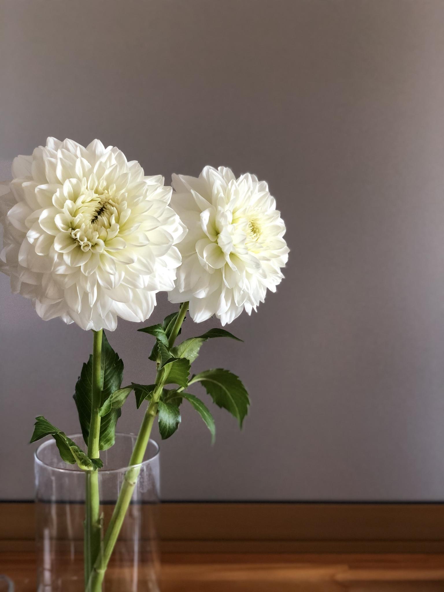 はなや　菊之屋のレポート写真1（にしこ）