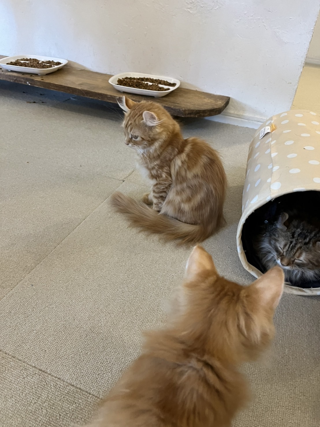 こねこカフェ sanctuaryのレポート写真1（ちぃーたん）