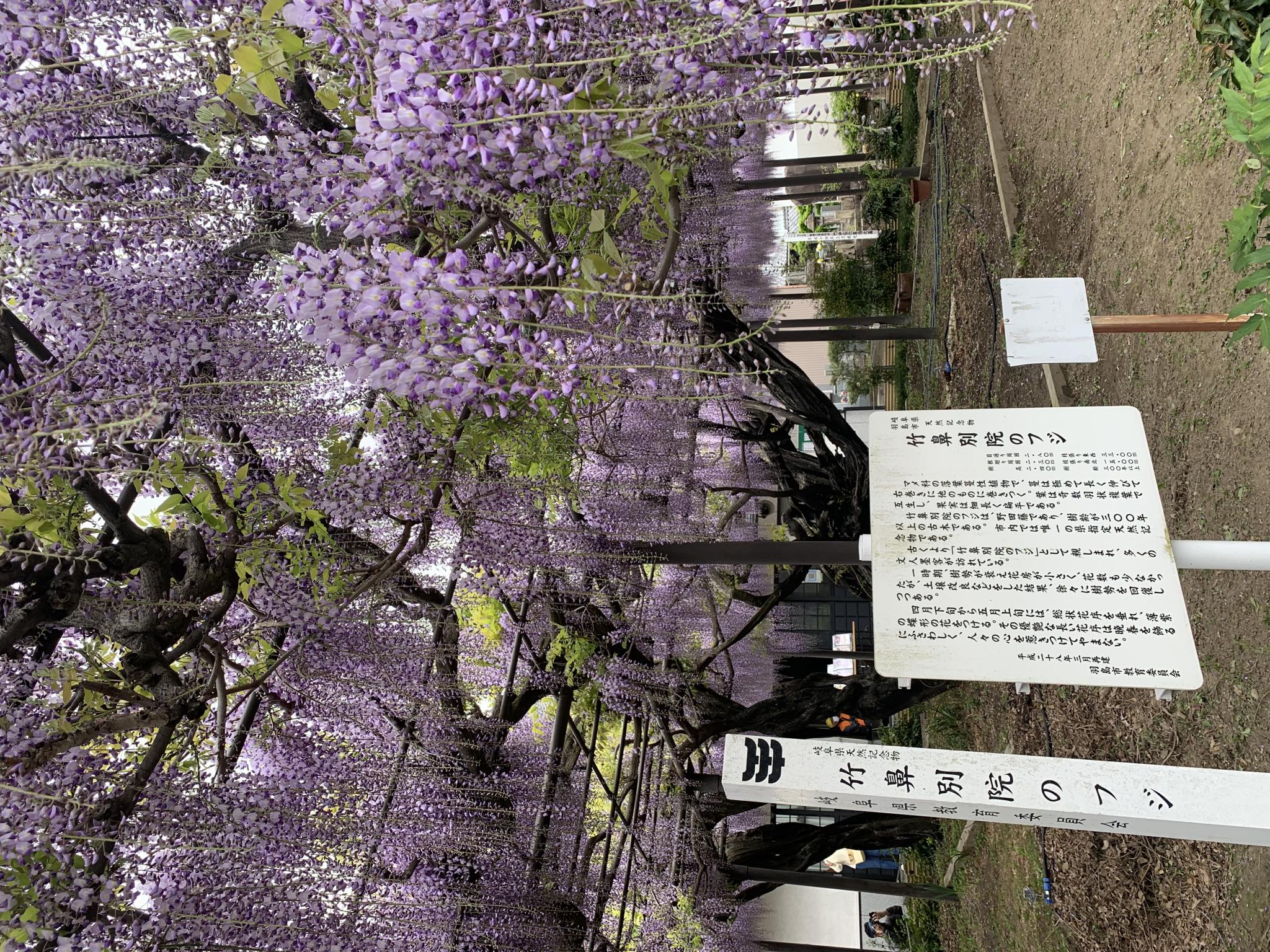 竹鼻別院のレポート写真1（ポニョ）