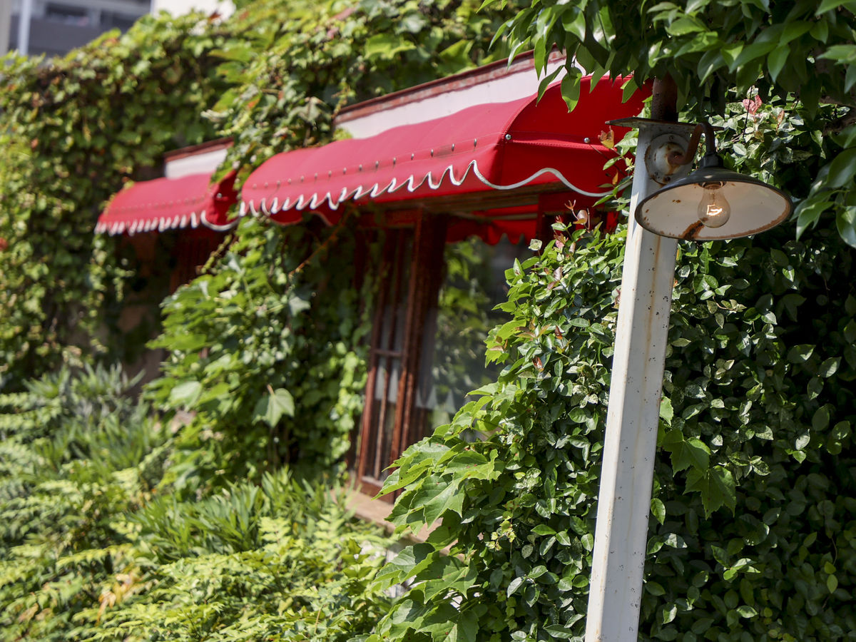 外観で感じる四季の移ろい｜蔦で覆われた建物、季節によってまったくその様子は変わる。料理で四季を感じさ...