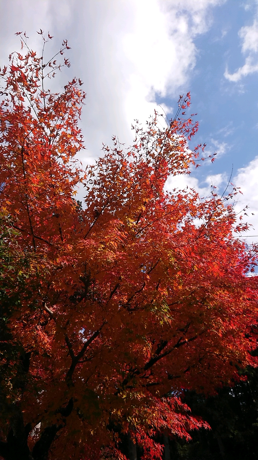 谷汲山 華厳寺のレポート写真1（ヨゼ）