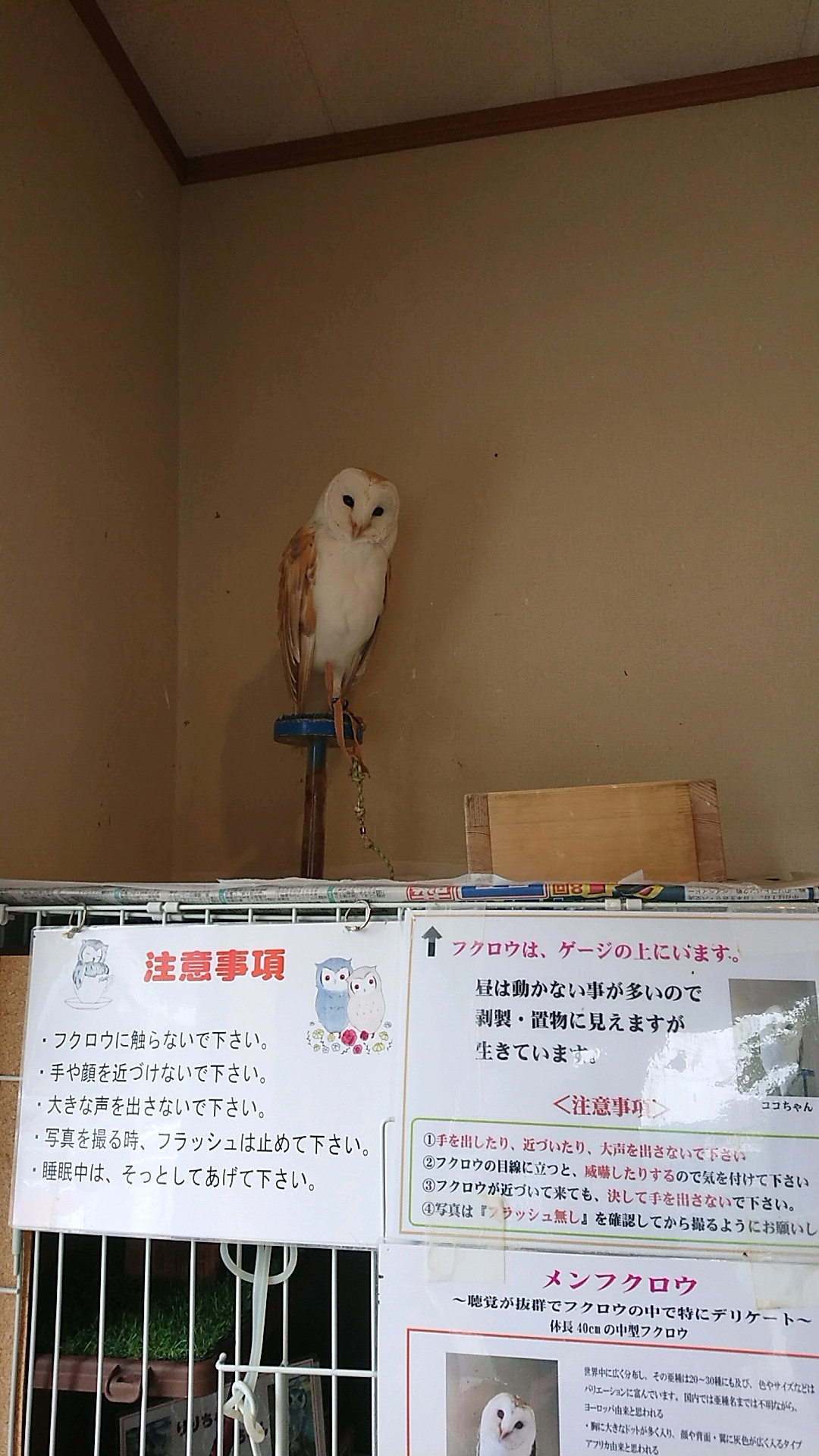 ふくろうの宴 凛々のレポート写真4（ヨゼ）