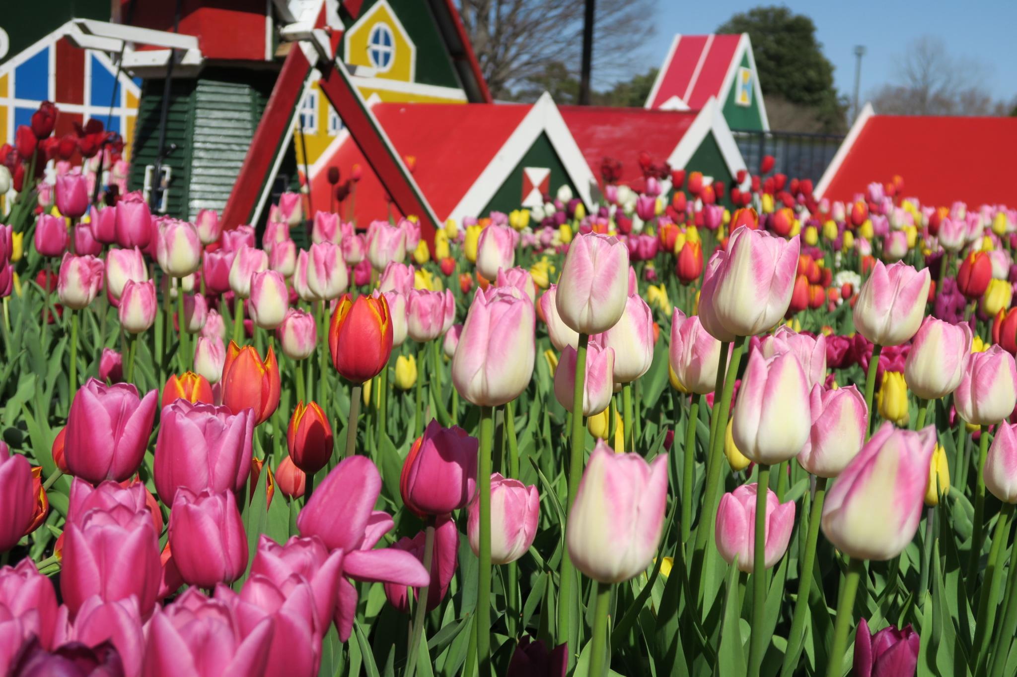 国営木曽三川公園センターのレポート写真2（みずほのトヤマ）