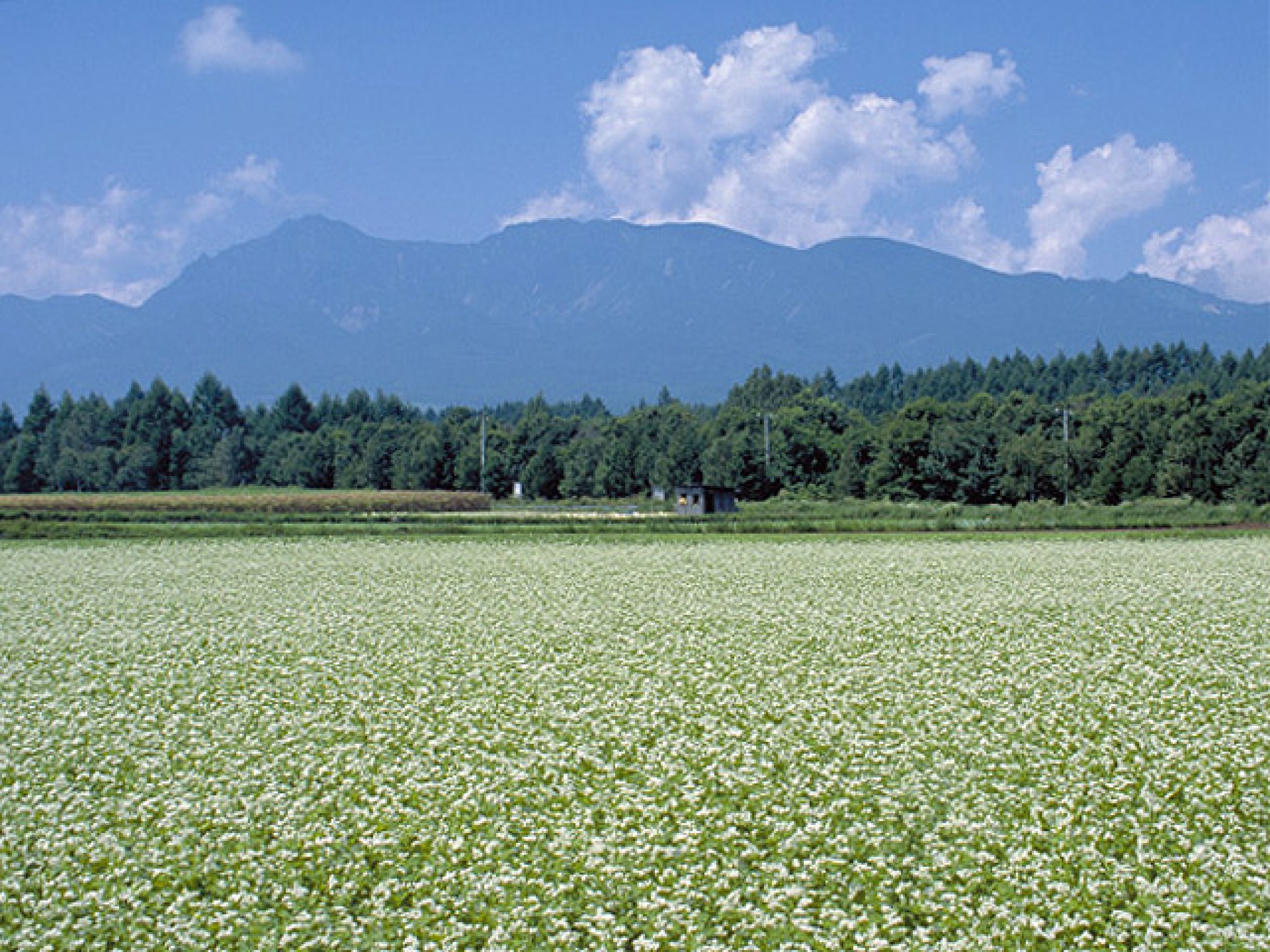 山々に囲まれた新庄盆地に広がる、大蔵村の蕎麦畑。