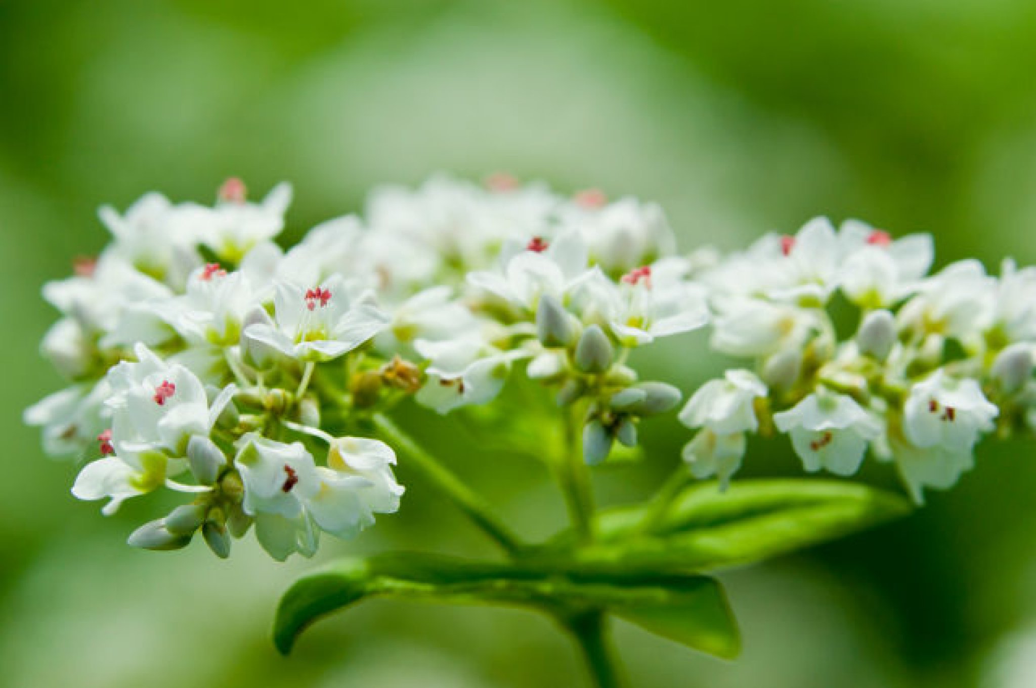 蕎麦の花