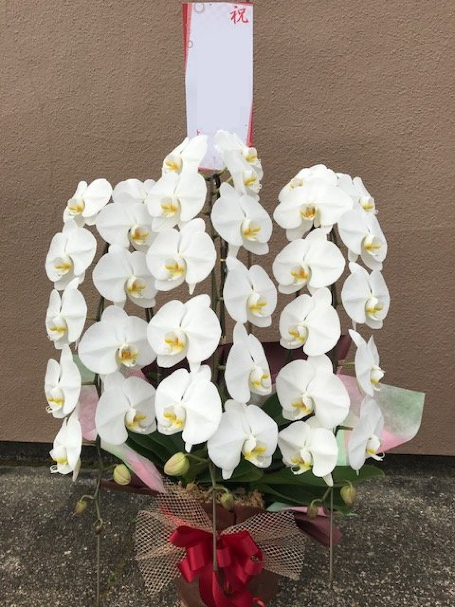 祝福の気持ちを伝える胡蝶蘭｜開店祝いや就任祝いなど、オフィスや店頭に。胡蝶蘭の花言葉は「幸福が飛んで...