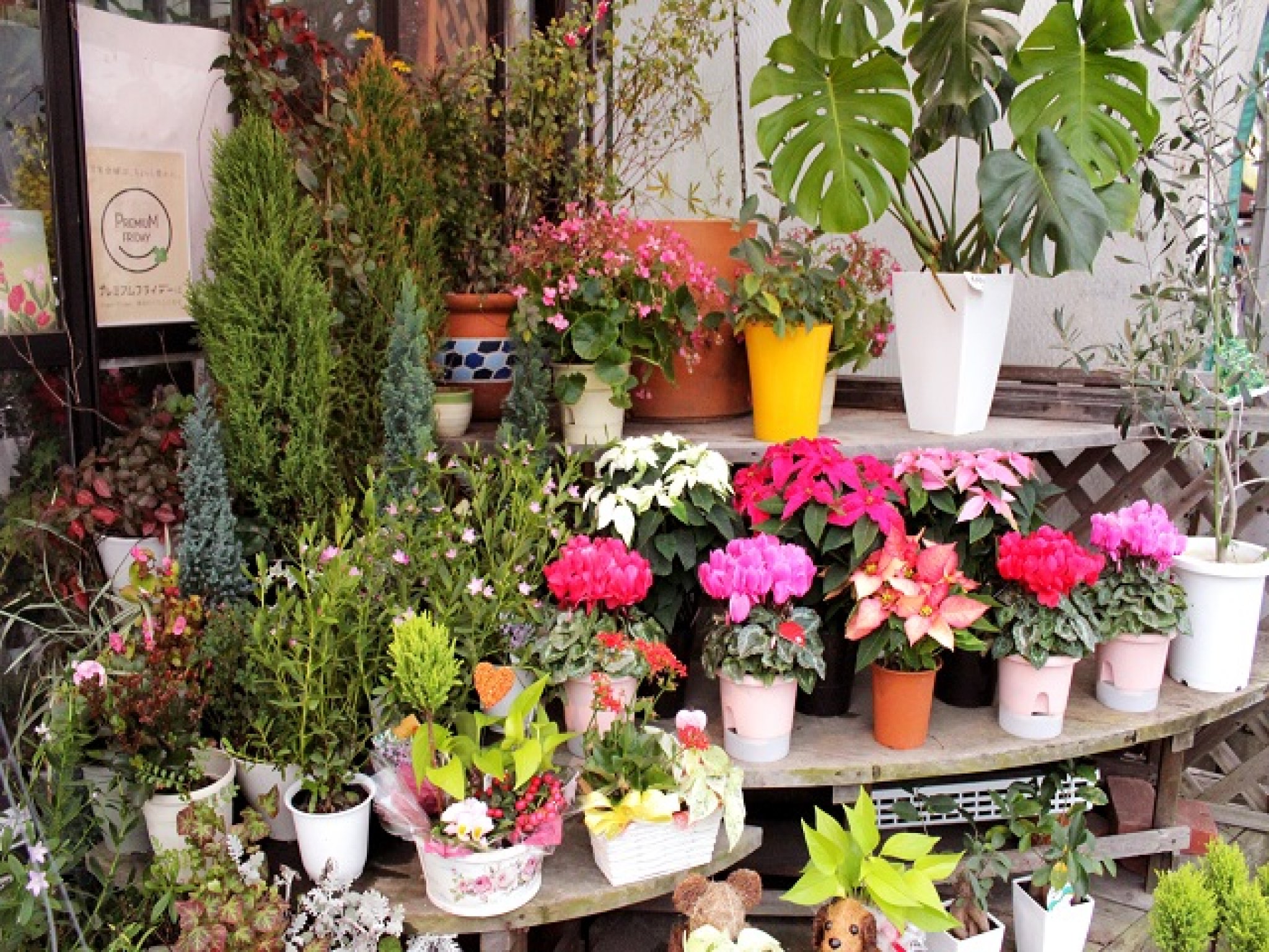 お部屋に置きたくなる鉢物も充実｜窓辺にそっと一輪の花があるだけで気持ちが変わることがあります。花を見...