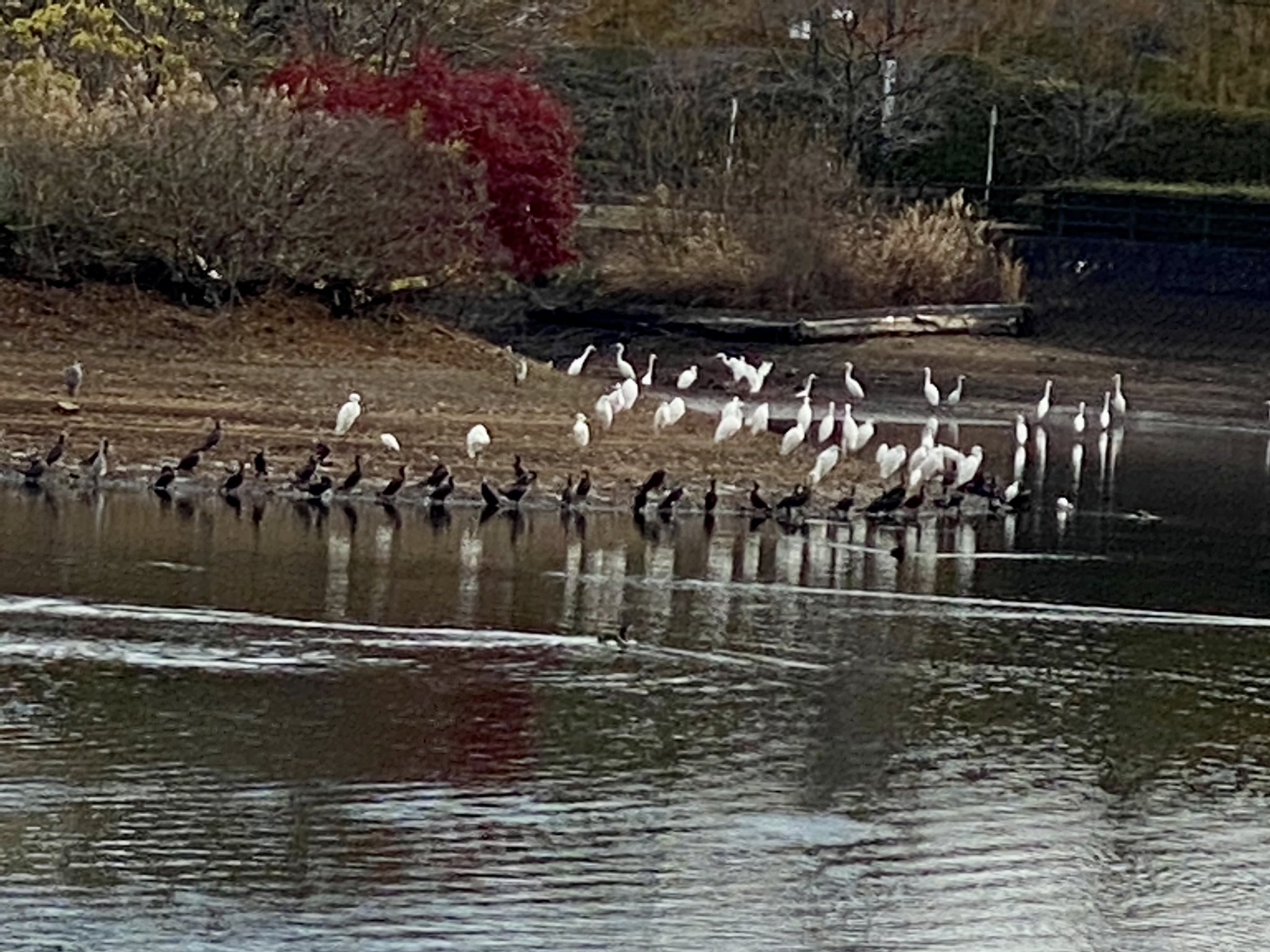 中池公園のレポート写真3（やすべぇ）