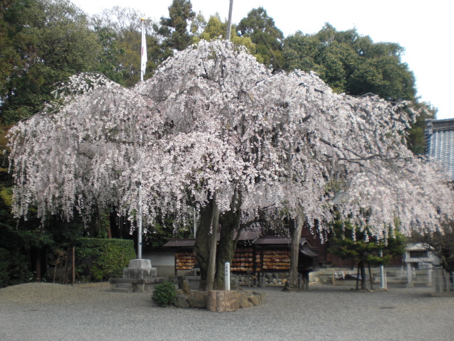 長良天神神社のレポート写真1（レッツなシニア）