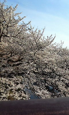 各務原市民公園のレポート写真1（ヨゼ）