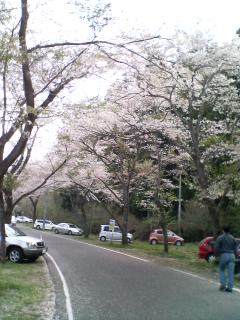 寺尾ヶ原千本桜公園のレポート写真1（りな姫☆）