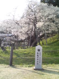 臥龍公園のレポート写真1（りな姫☆）