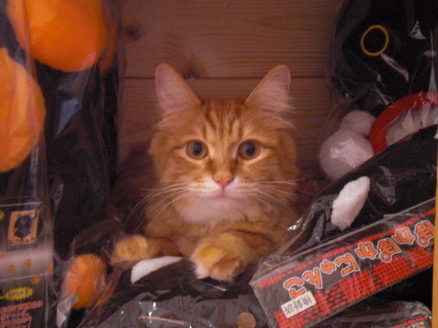 Cafe' ねこちぐらのレポート写真1（レッツなシニア）